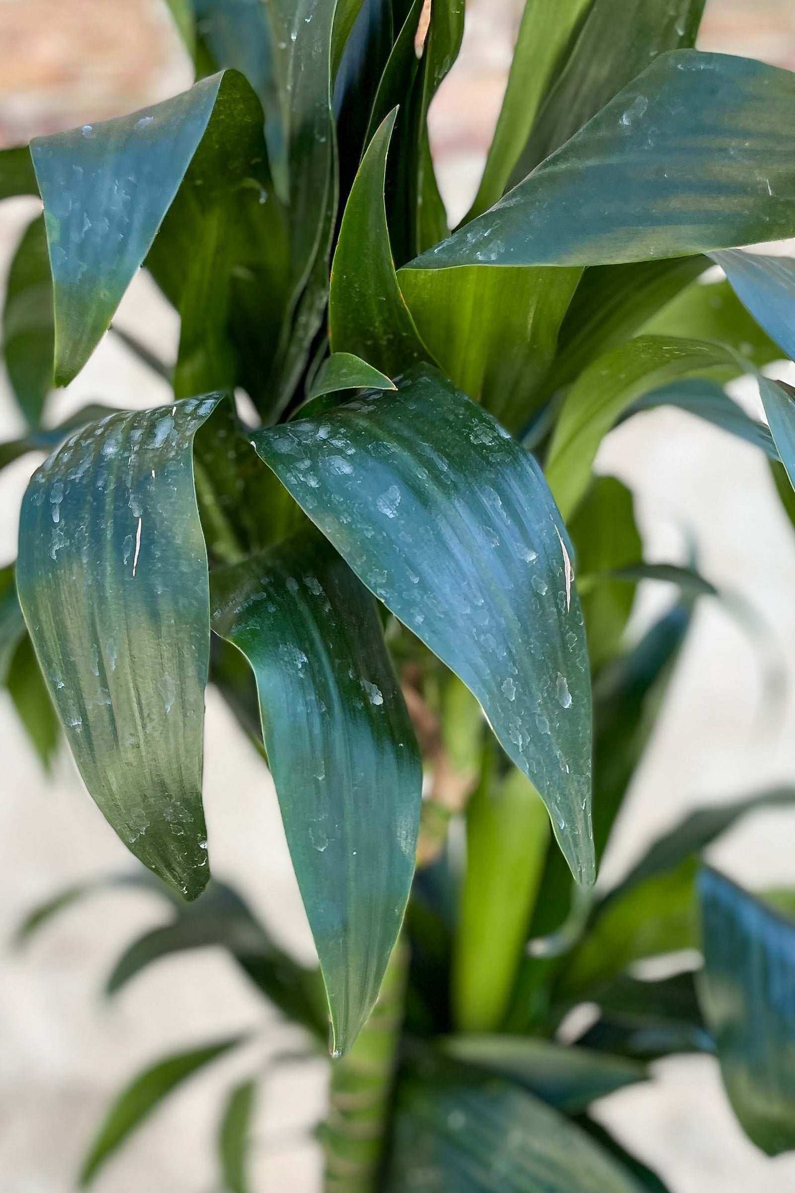 Close up of Dracaena 'Elegans' staggered cane foliage ©Sprout Home