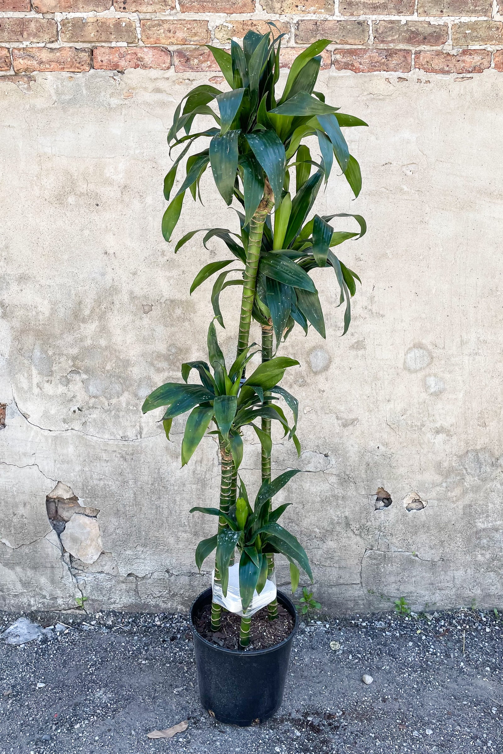 Dracaena 'Elegans' staggered cane potted in front of concrete wall ©Sprout Home