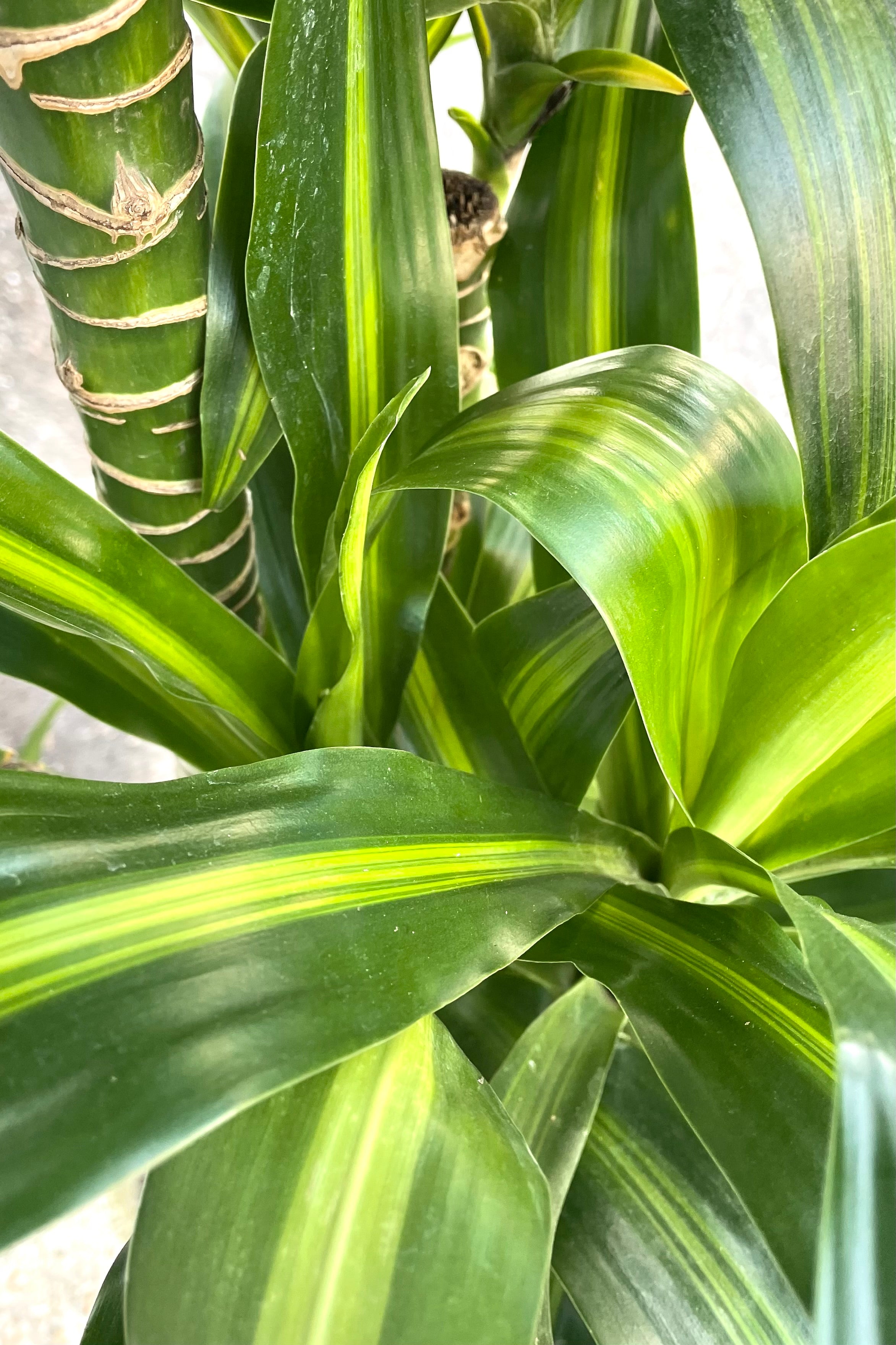 A detailed view of Dracaena fragrans 'Massangeana' 12" against concrete backdrop