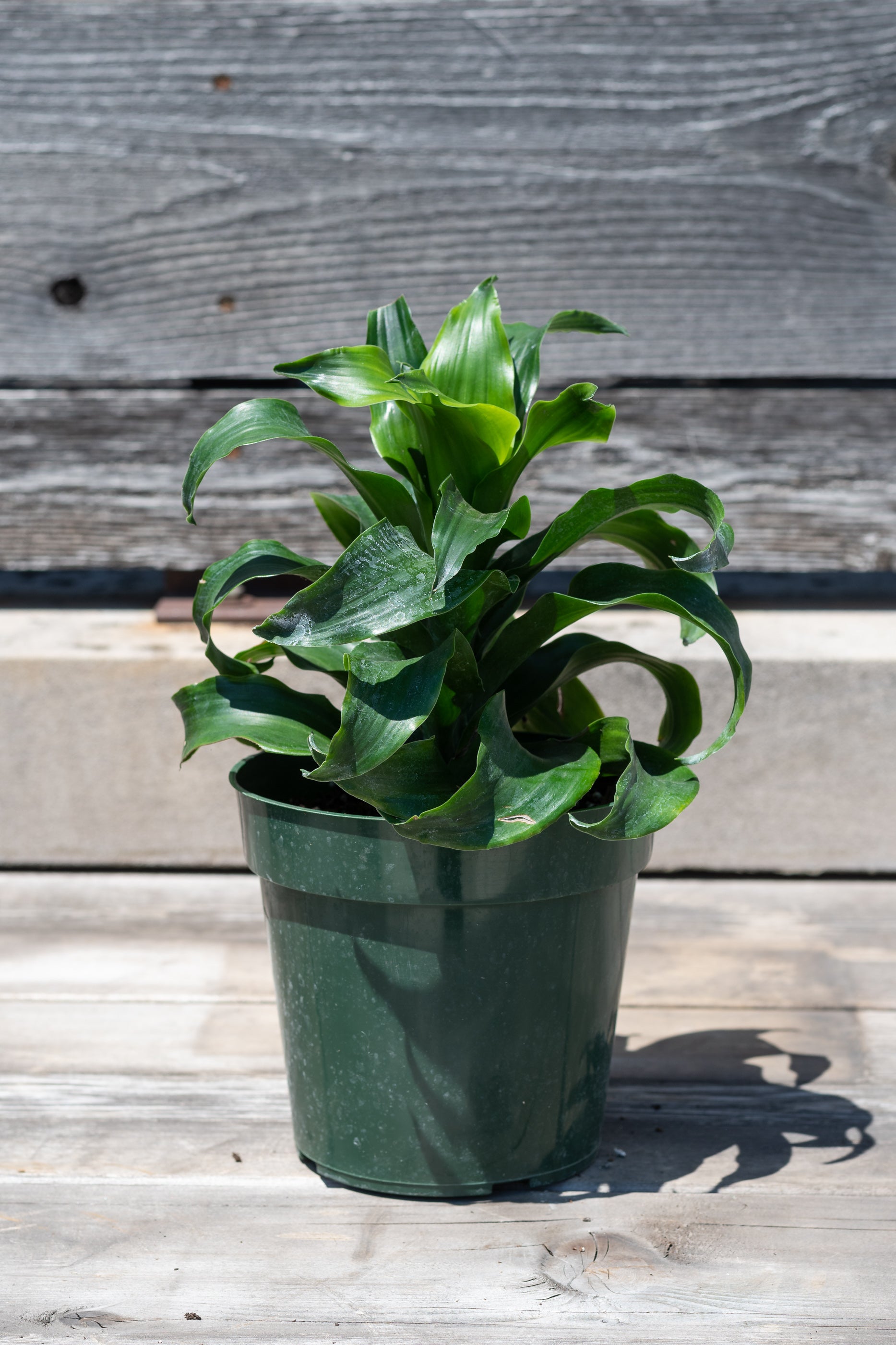 Dracaena fragrans 'Twister' in grow pot in front of grey wood background