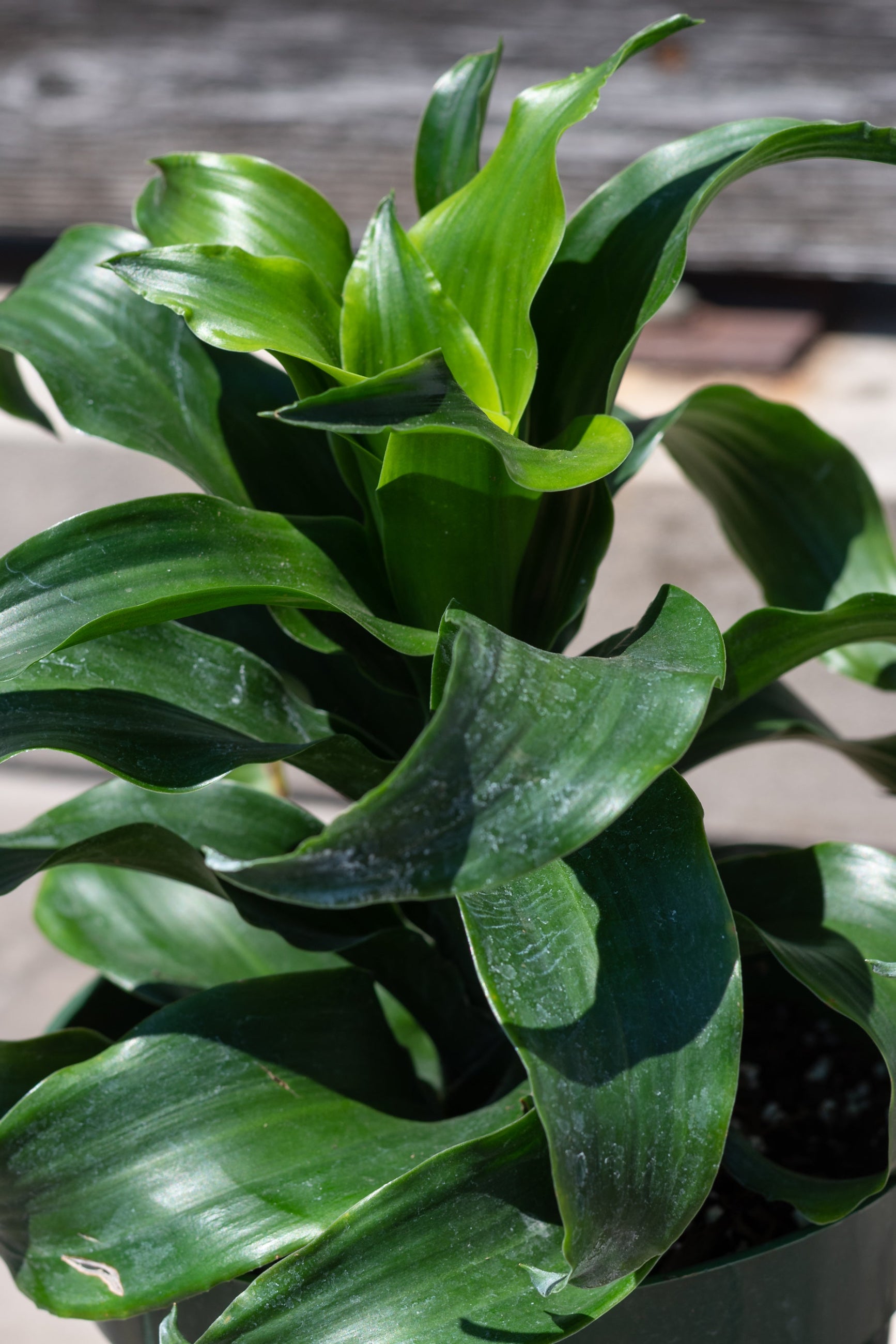 Close up of Dracaena fragrans 'Twister' leaves ©Sprout Home