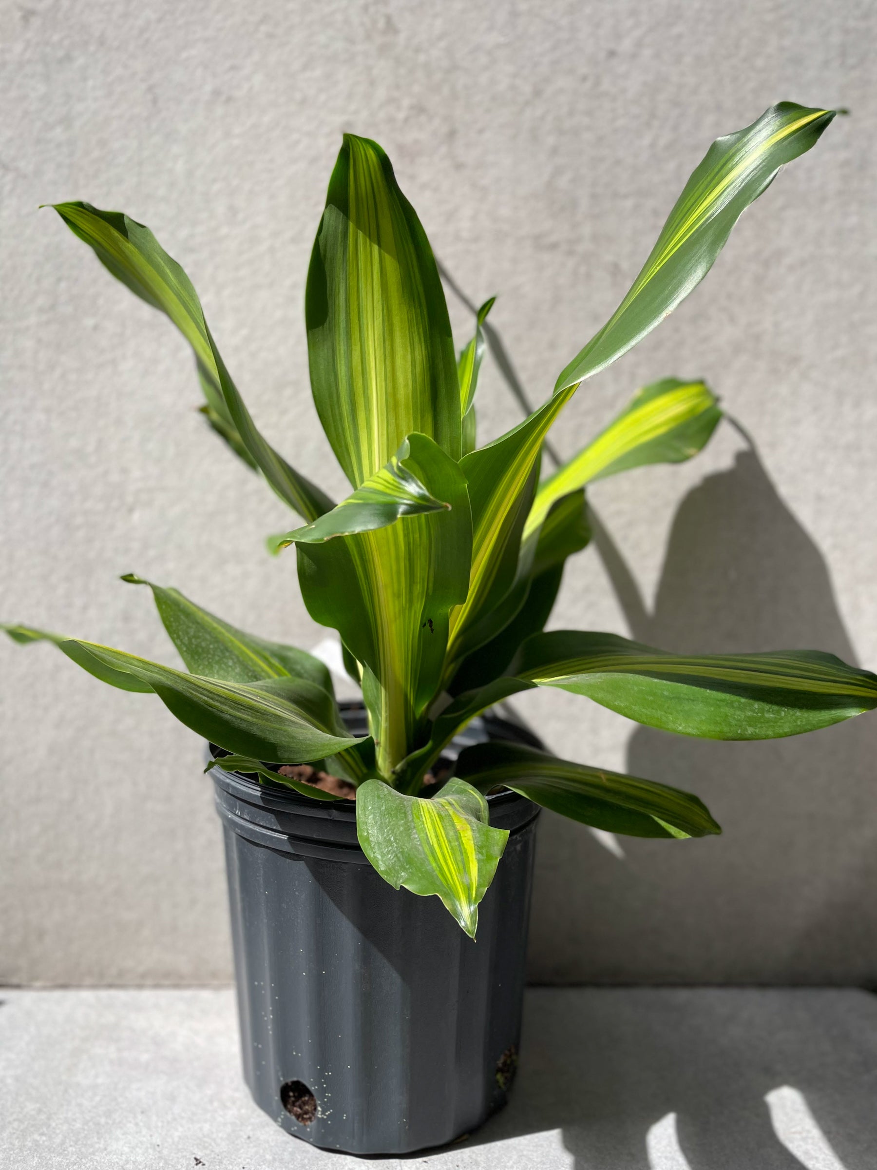 Dracaena 'Golden Heart' 10"