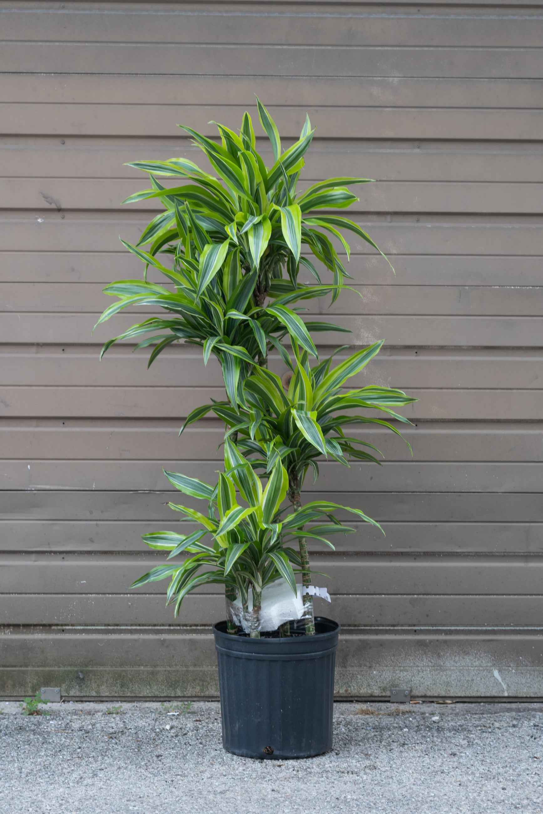 Dracaena warneckii 'Gold star' in grow pot in front of brown garage door ©Sprout Home