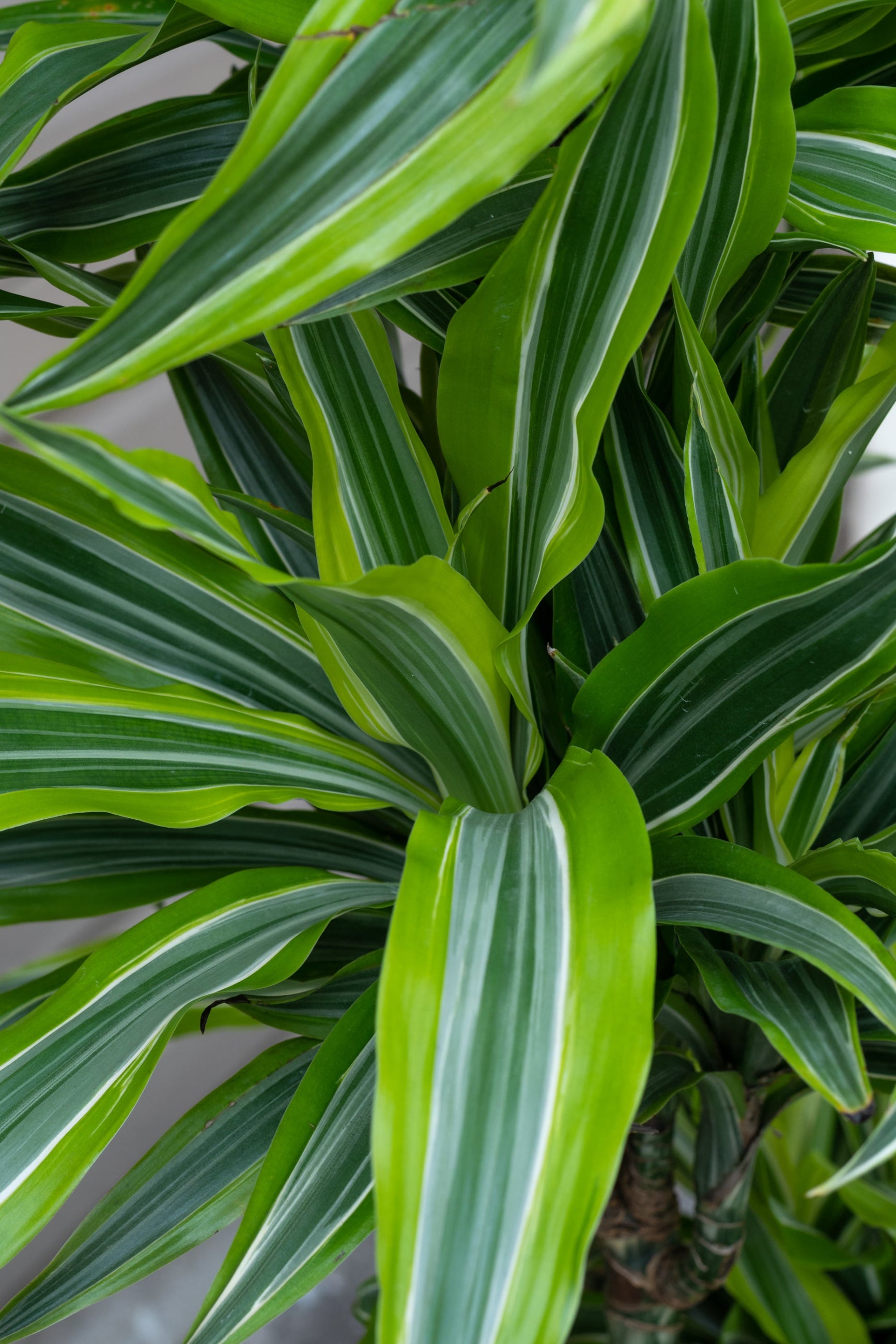 Close up of Dracaena warneckii 'Gold star' leaves ©Sprout Home