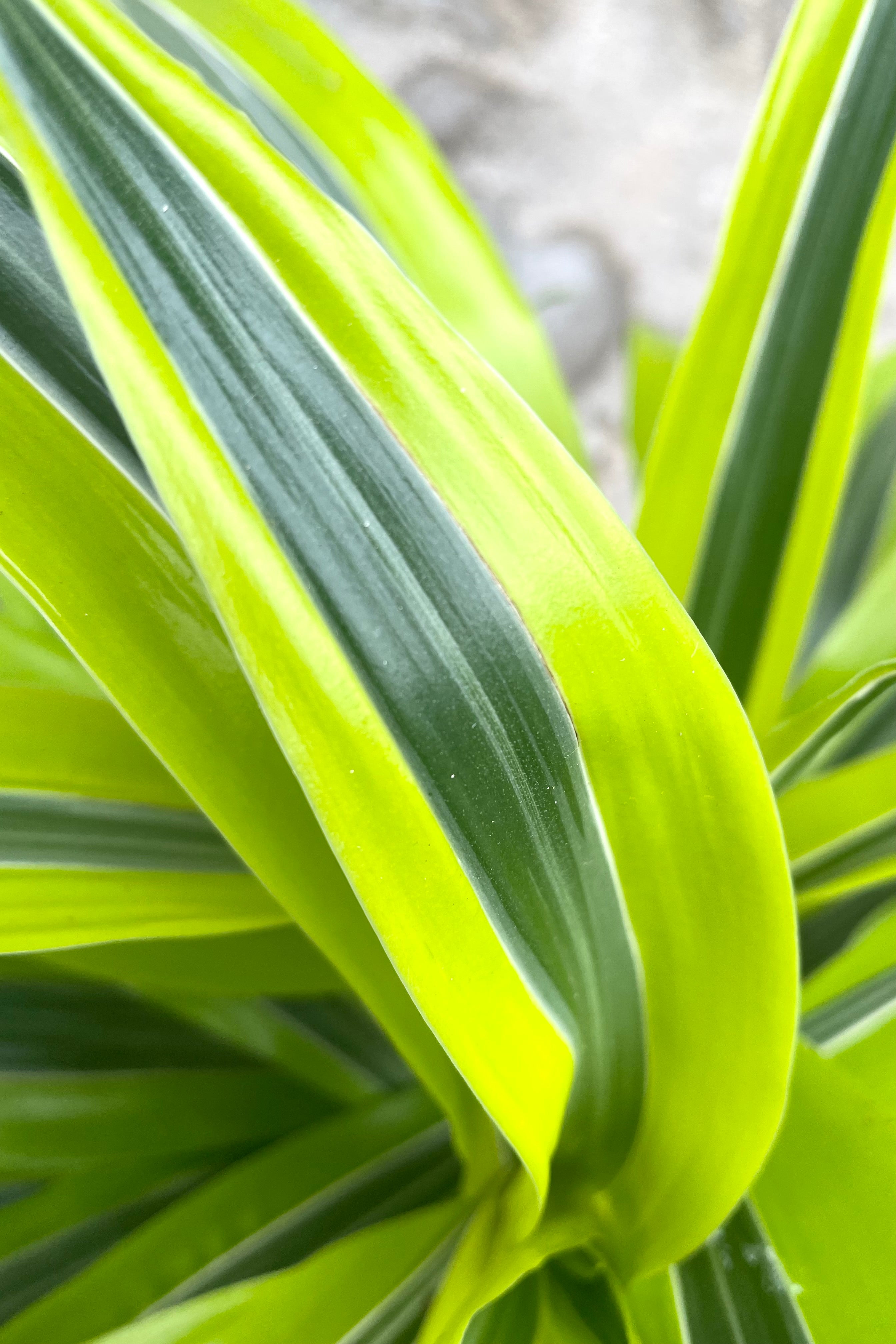 A detailed view of Dracaena 'Green stripe' staggered cane 8" against concrete backdrop
