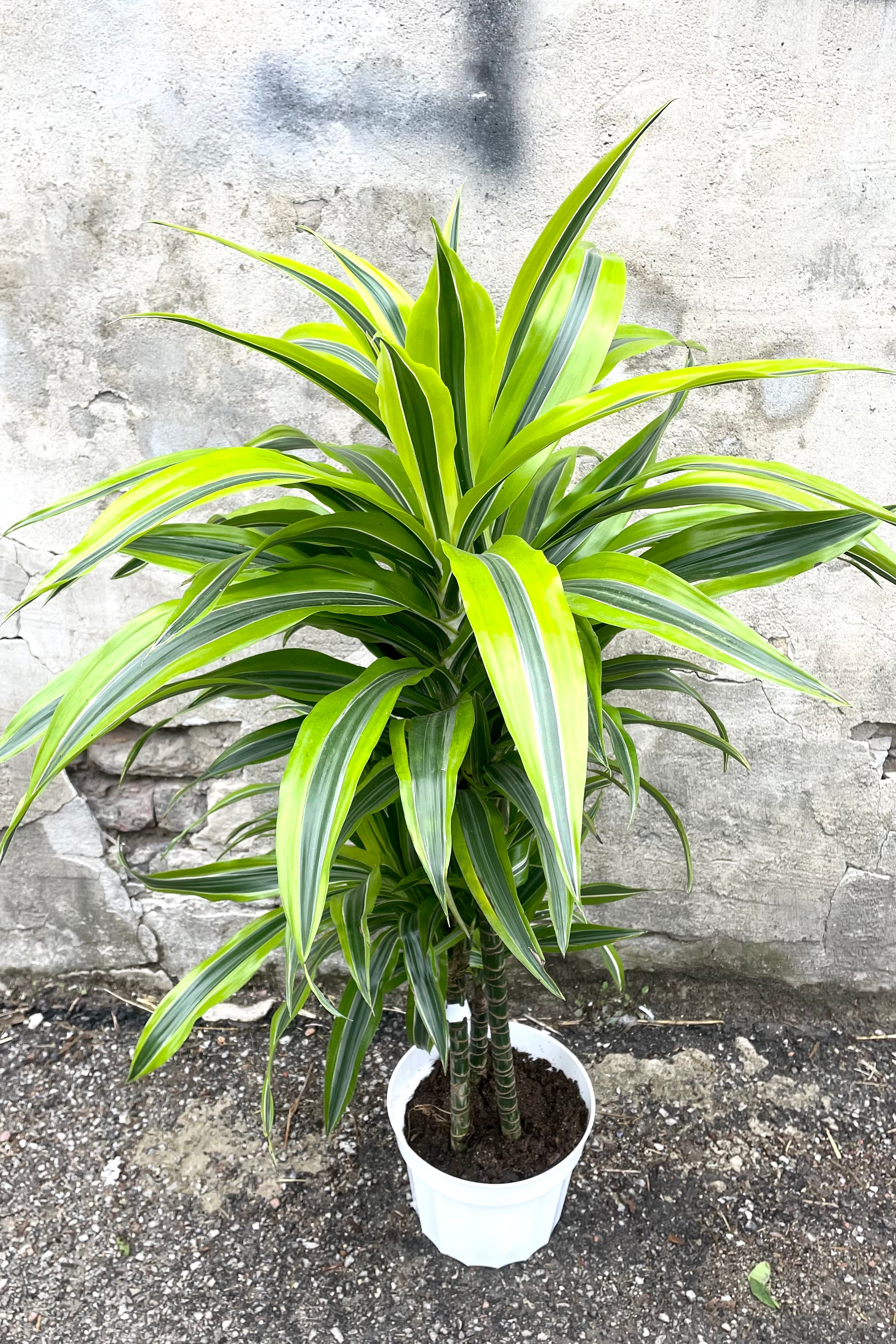 A full view of Dracaena 'Green stripe' staggered cane 8" in grow pot against concrete backdrop