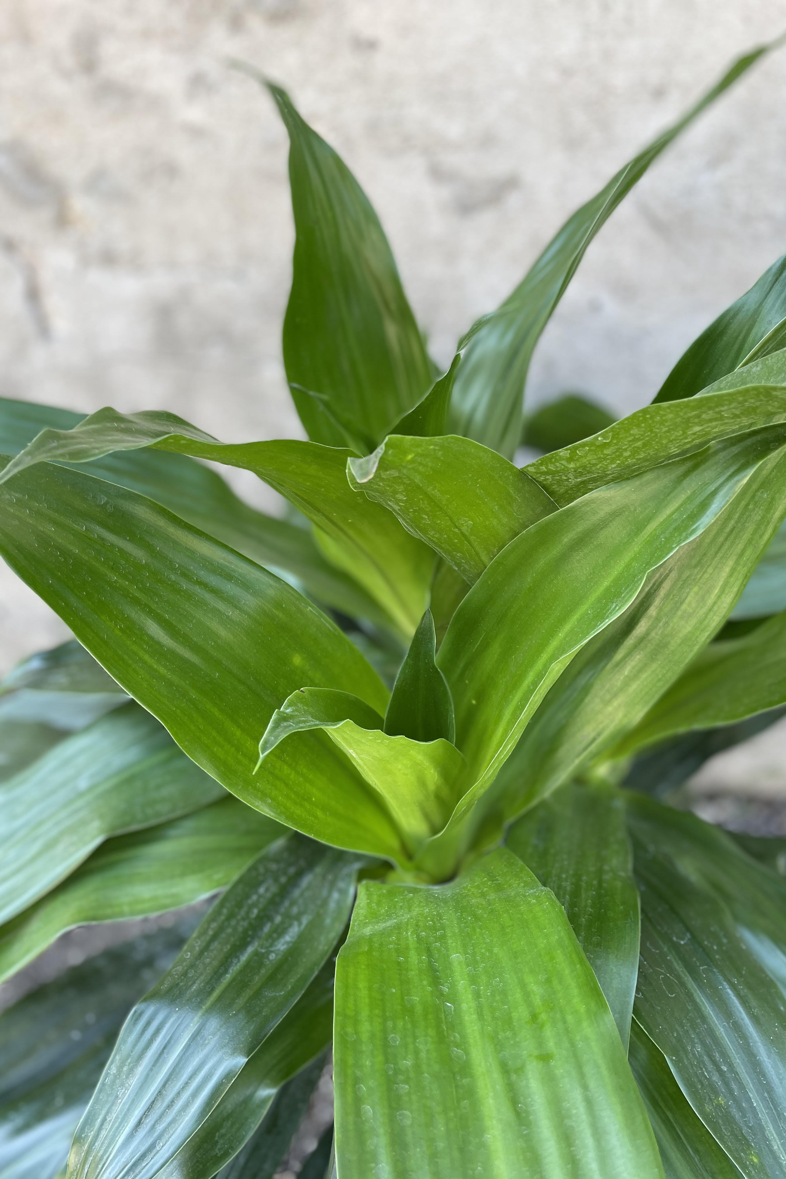 Close up of Dracaena 'Janet Craig' leaves
