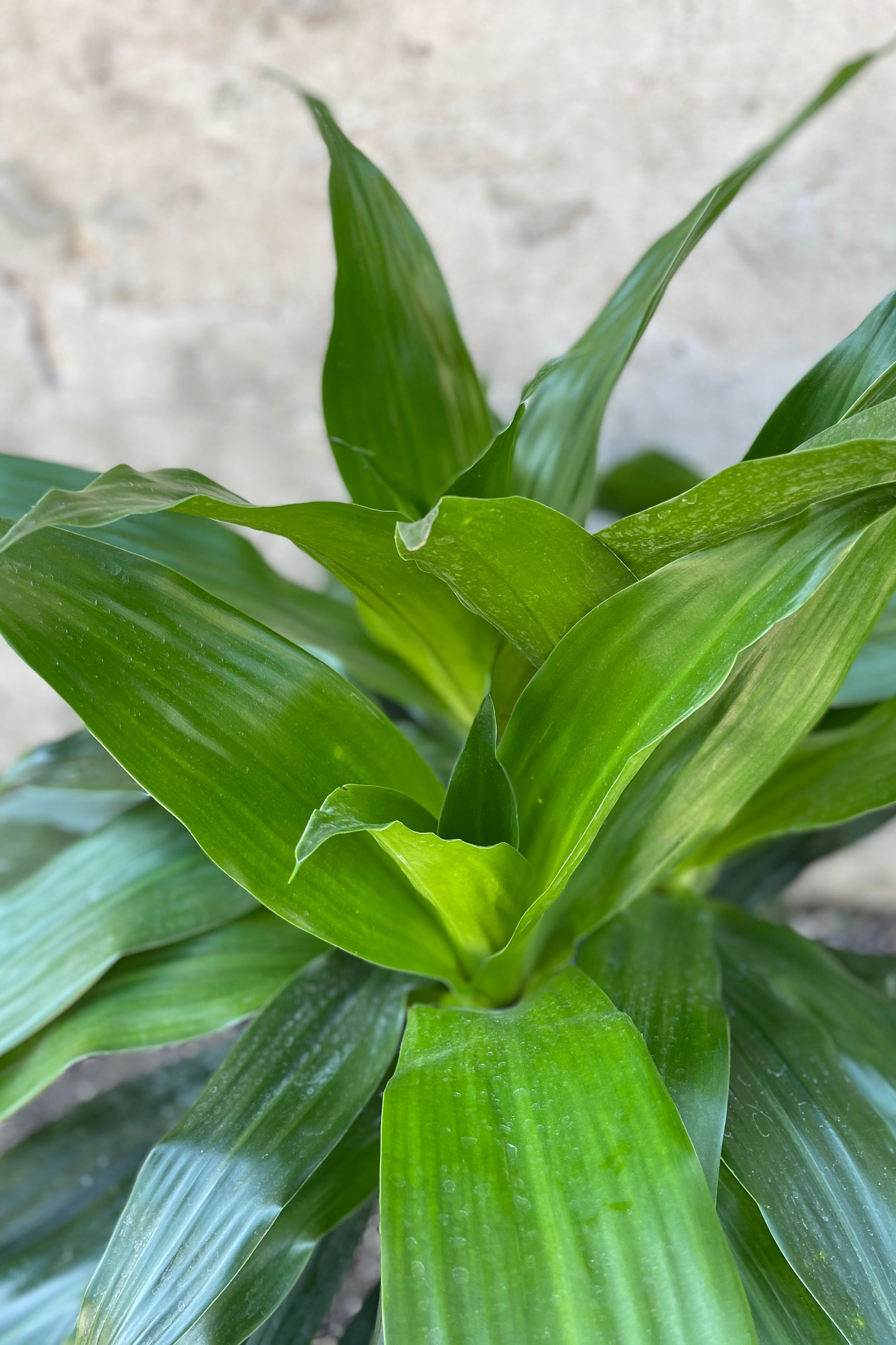 Close up of Dracaena 'Janet Craig' leaves ©Sprout Home