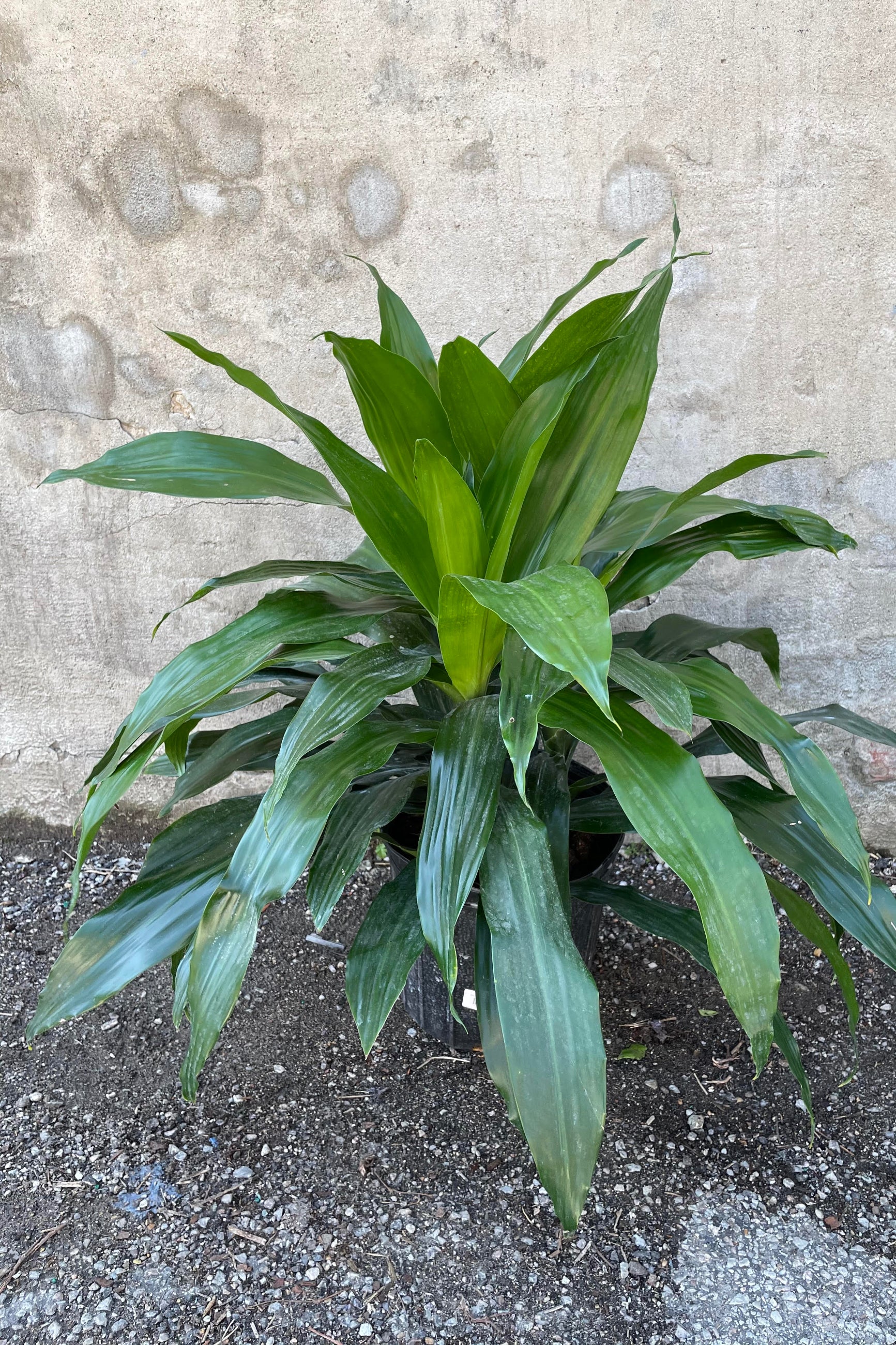 Dracaena 'Janet Craig' 10" in front of concrete wall ©Sprout Home
