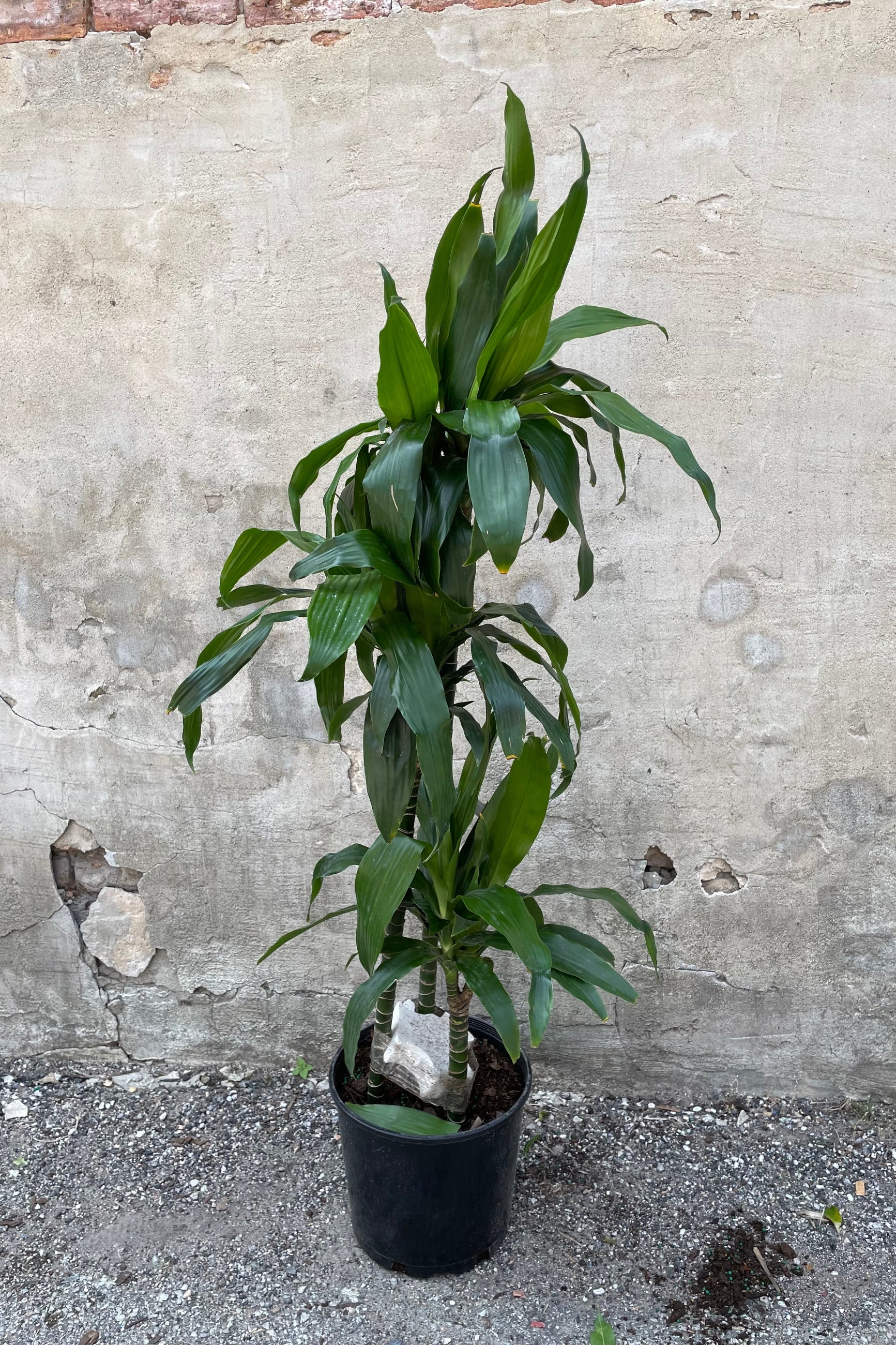 Dracaena 'Janet Craig' staggered cane in a 10" growers pot against a grey wall. ©Sprout Home