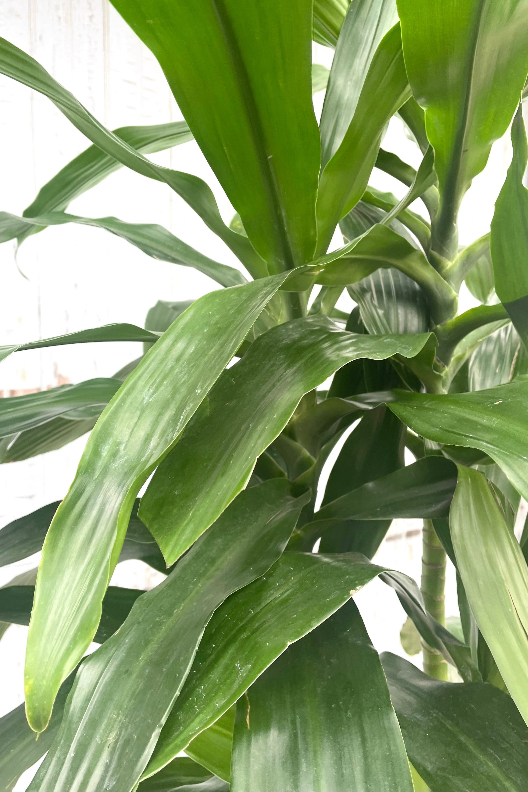 A detailed view of Dracaena 'Janet Craig' #2 tips ©Sprout Home