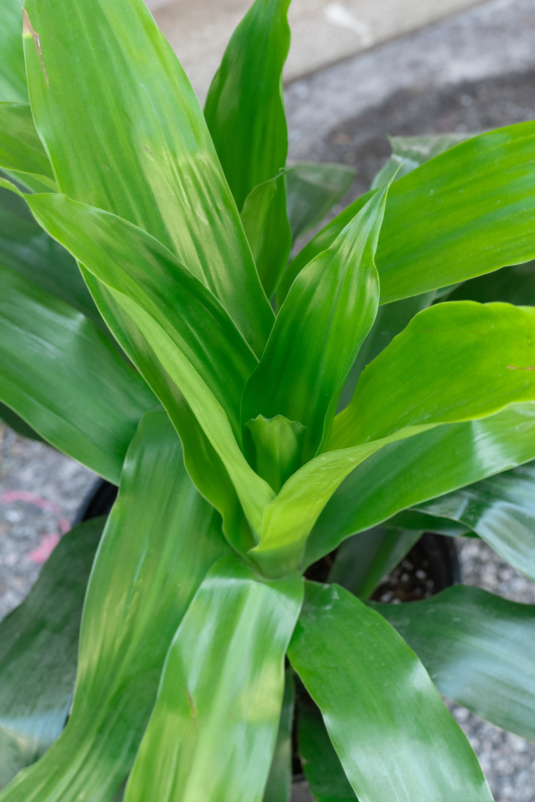 A potted Dracaena 'Janet Craig' plant with dark green long leaves. ©Sprout Home