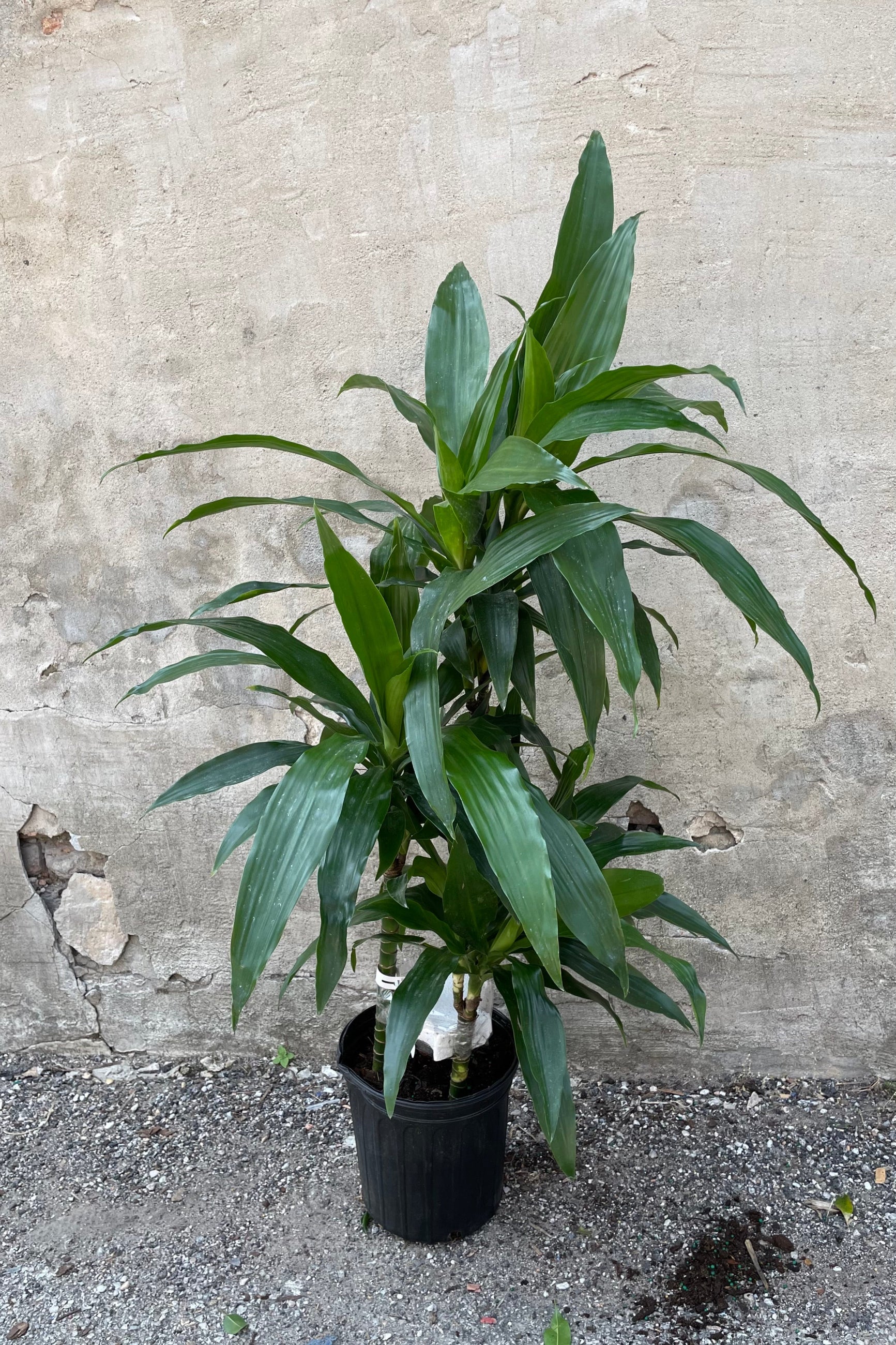 Dracaena 'Janet Craig' plant grown in a staggered cane 8" growers pot ©Sprout Home