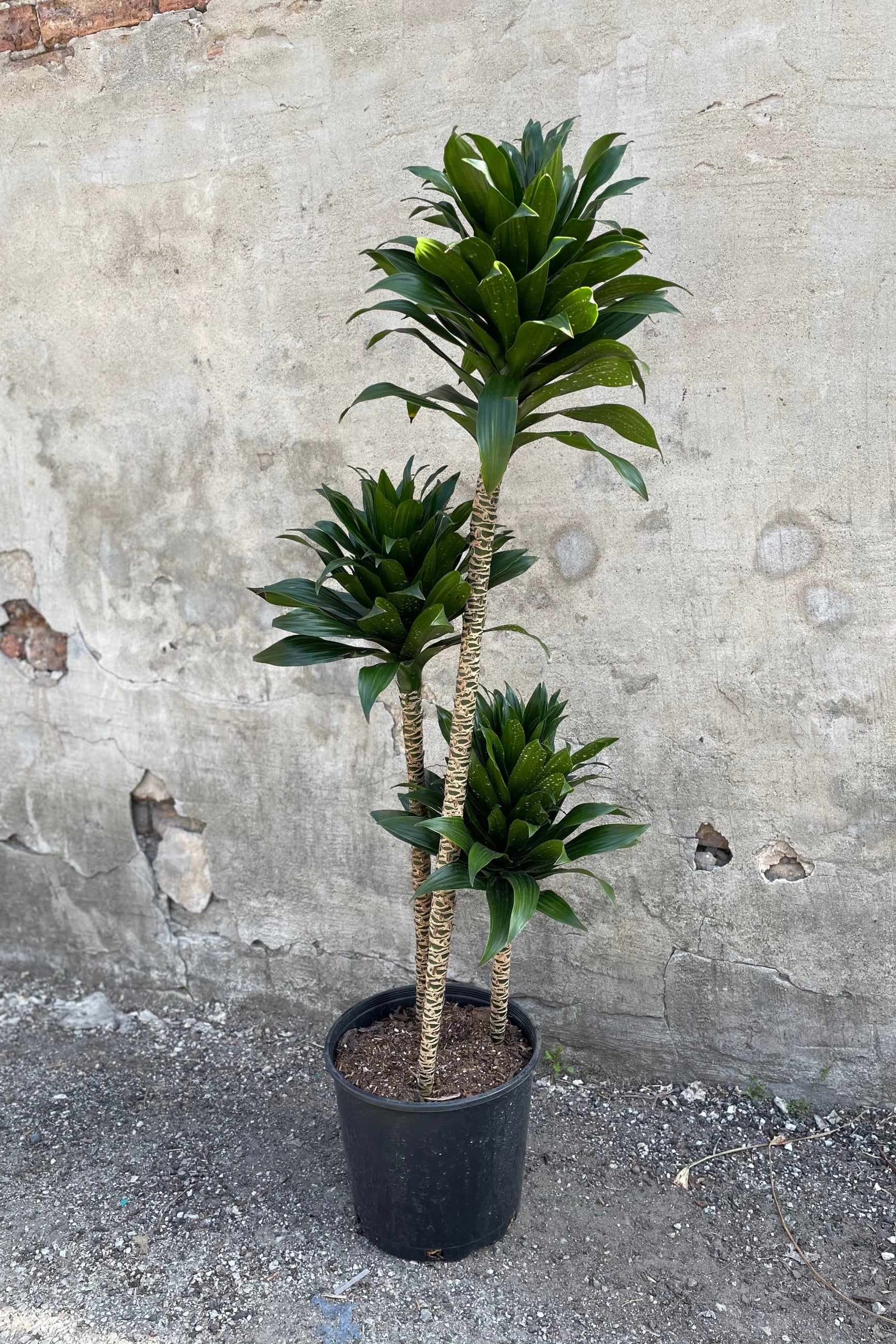 Dracaena 'Janet Craig Compacta' cut back plant in a 10 inch pot. ©Sprout Home
