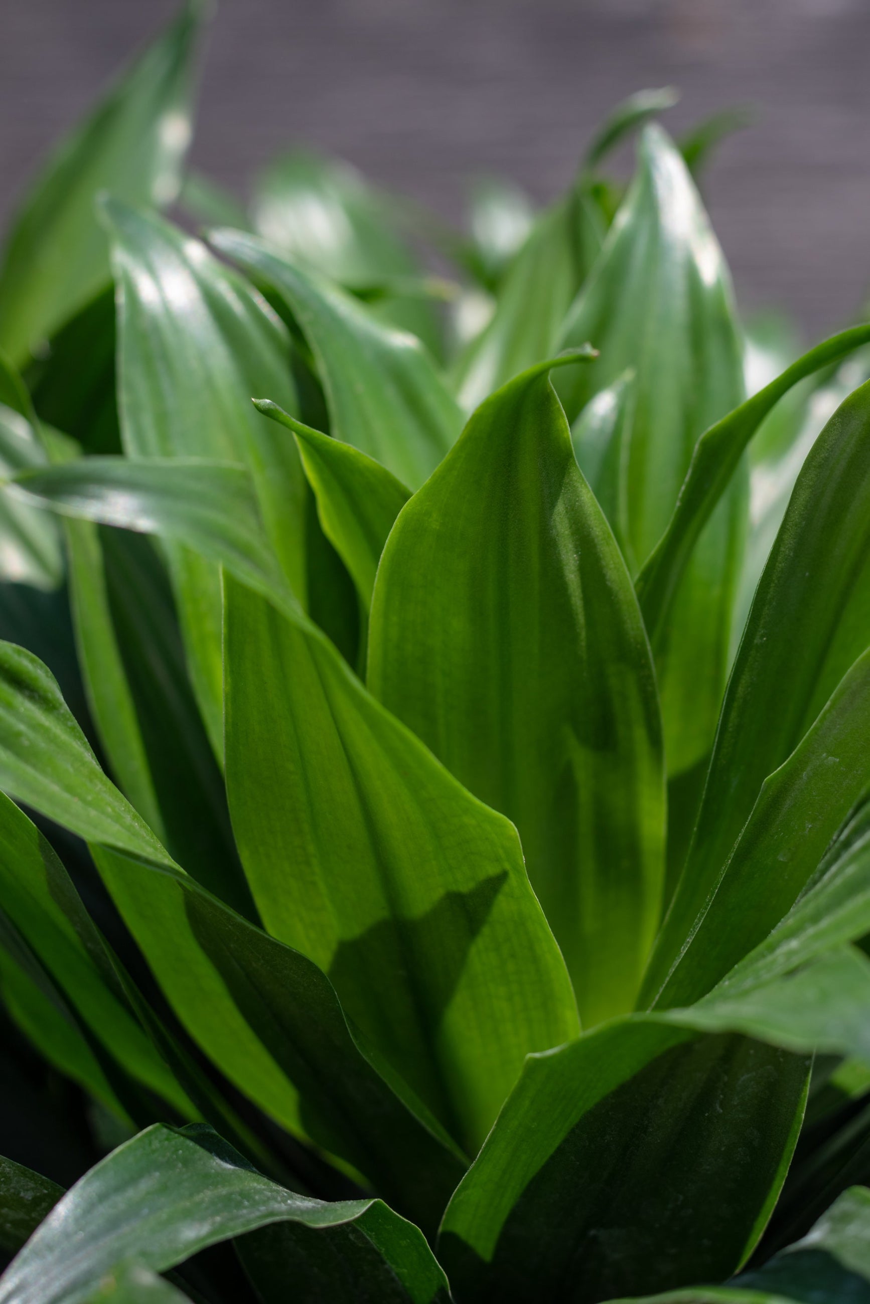 Close up of Dracaena 'Janet Craig Compacta' foliage ©Sprout Home