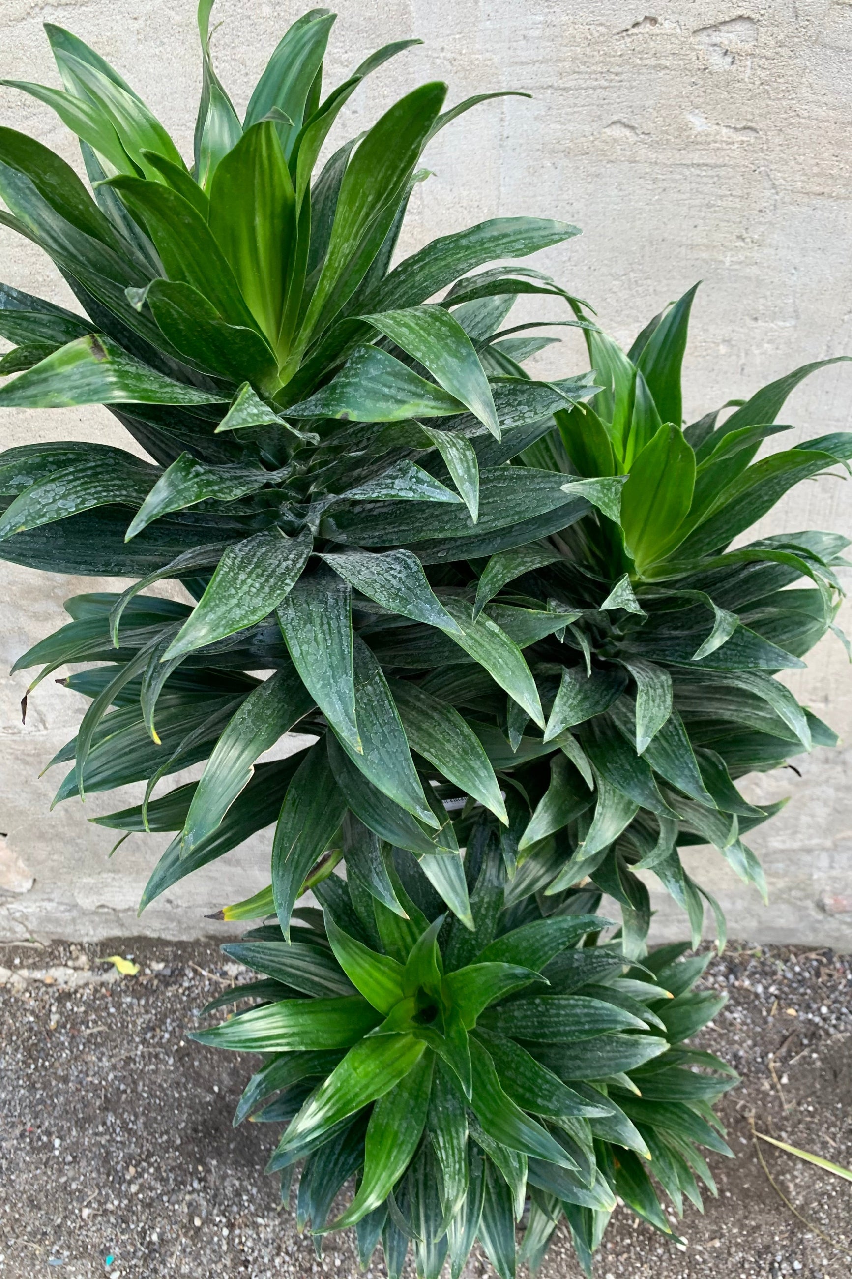 Dracaena 'Janet Craig compacta' pictured from above. ©Sprout Home