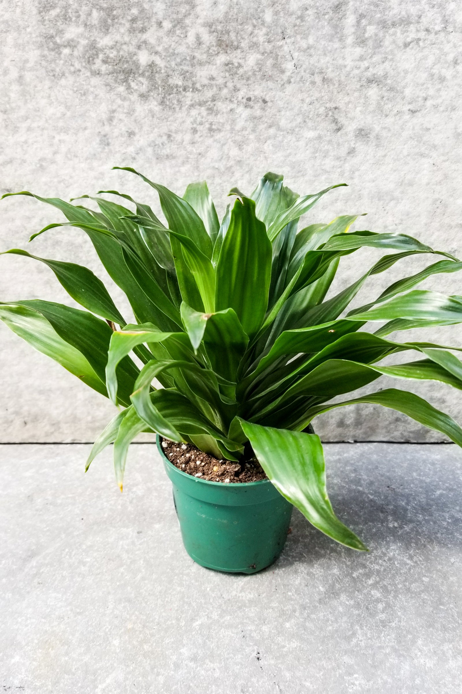 Janet Craig Compacta Dracaena in a 4" growers pot ©Sprout Home