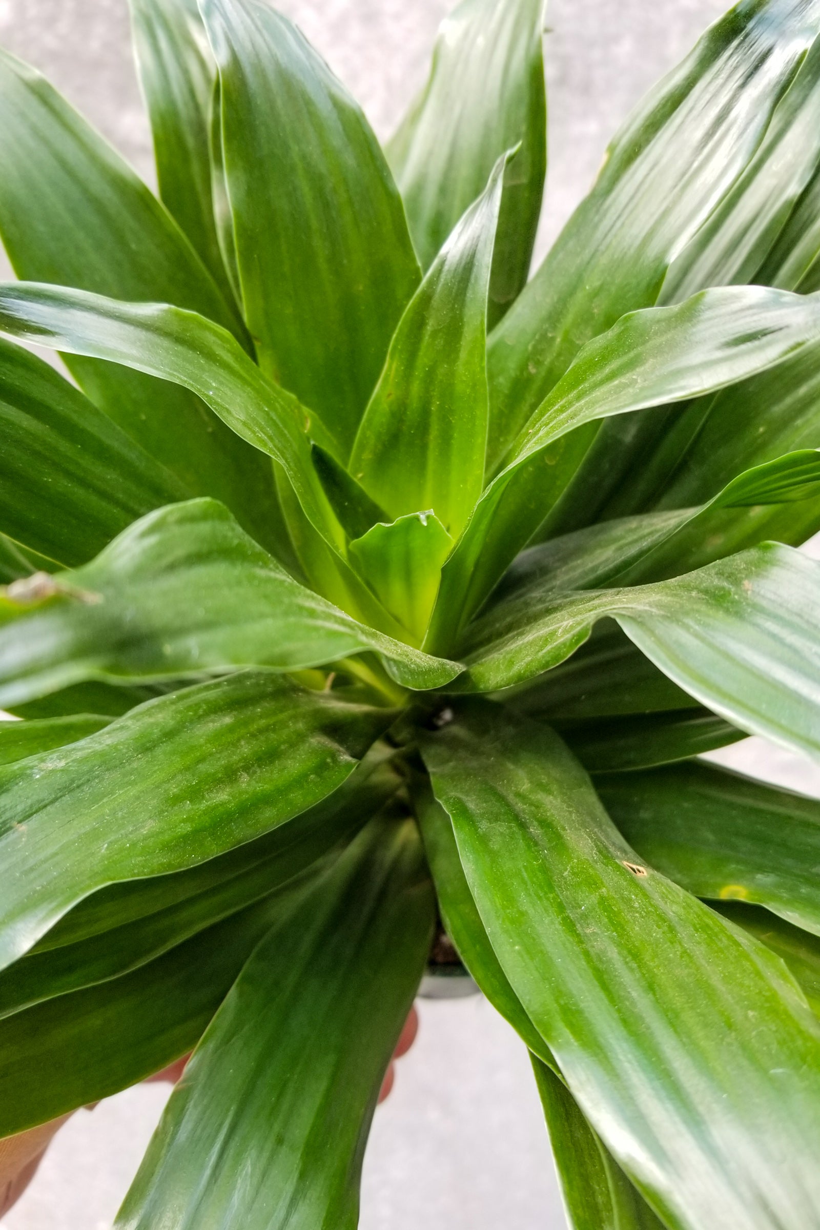 A potted Dracaena 'Janet Craig Compacta' plant with dark green compacted leaves. ©Sprout Home