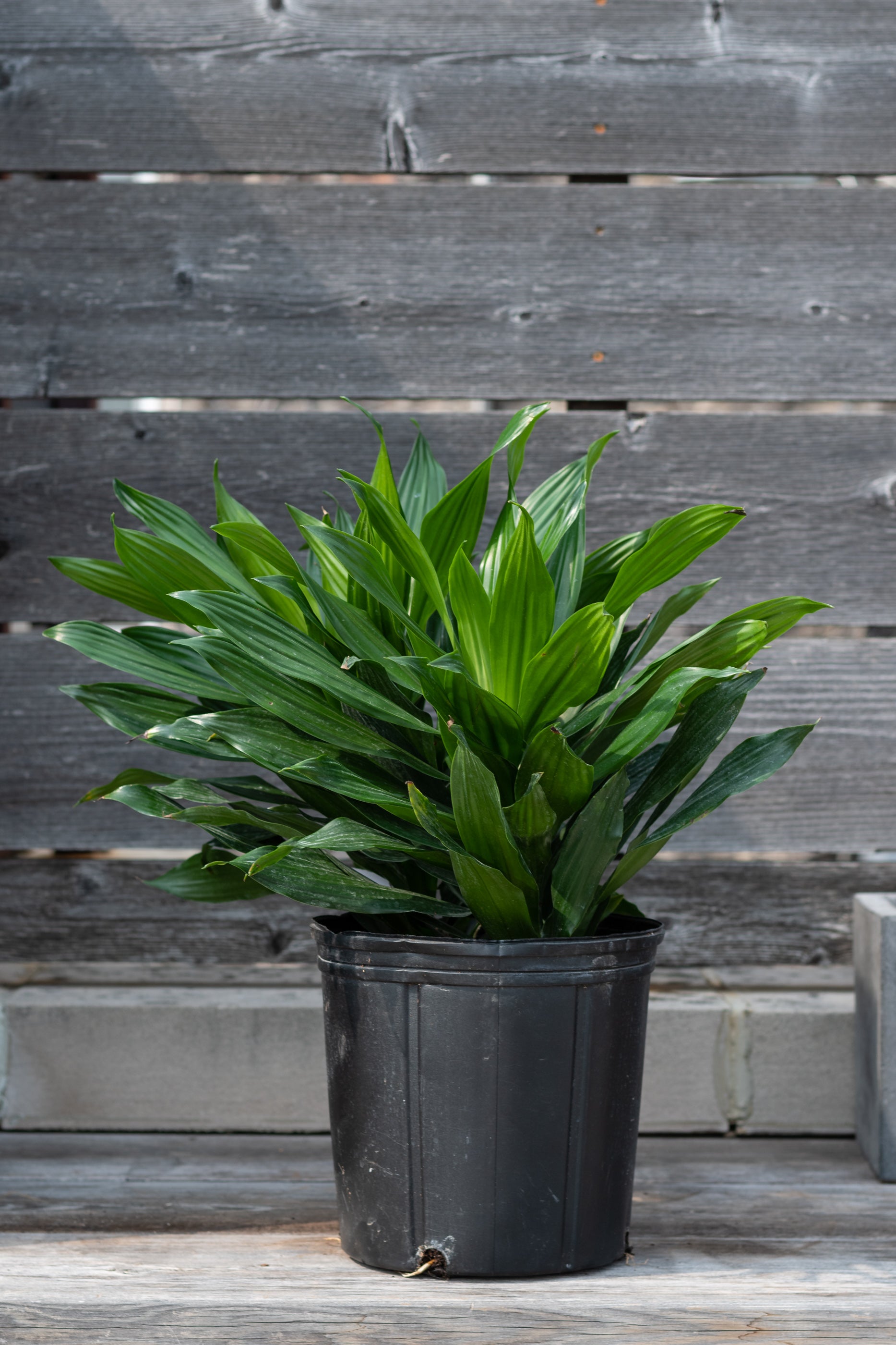 Dracaena fragrans 'Jade Jewel' tips 10"