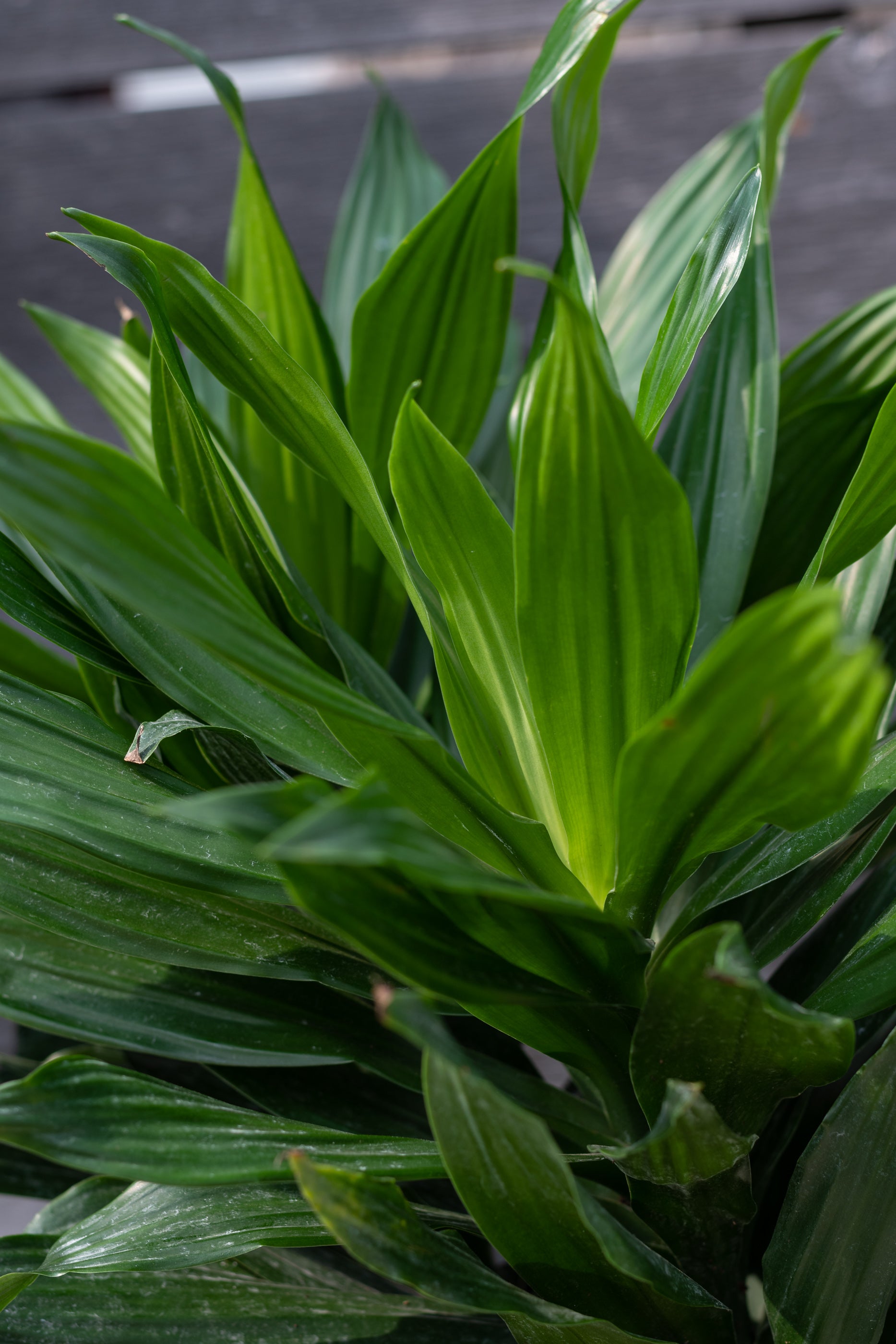 Dracaena fragrans 'Jade Jewel' tips 10"
