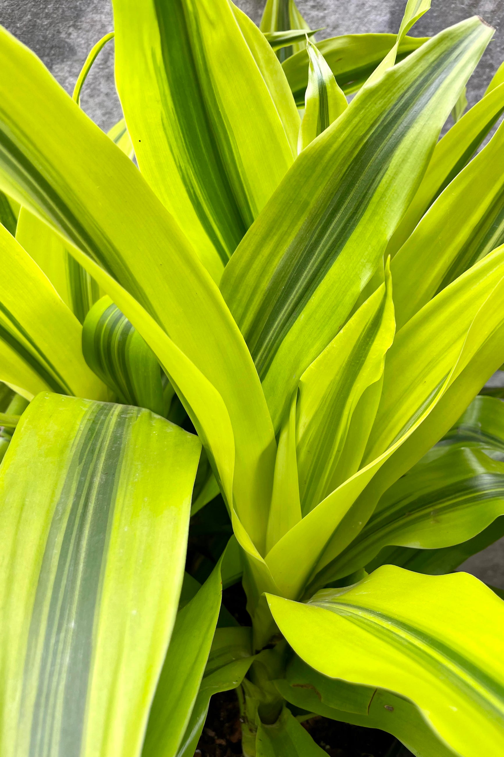 A detailed shot at the limelight foliage of the Draceana "Kristi" tips. ©Sprout Home