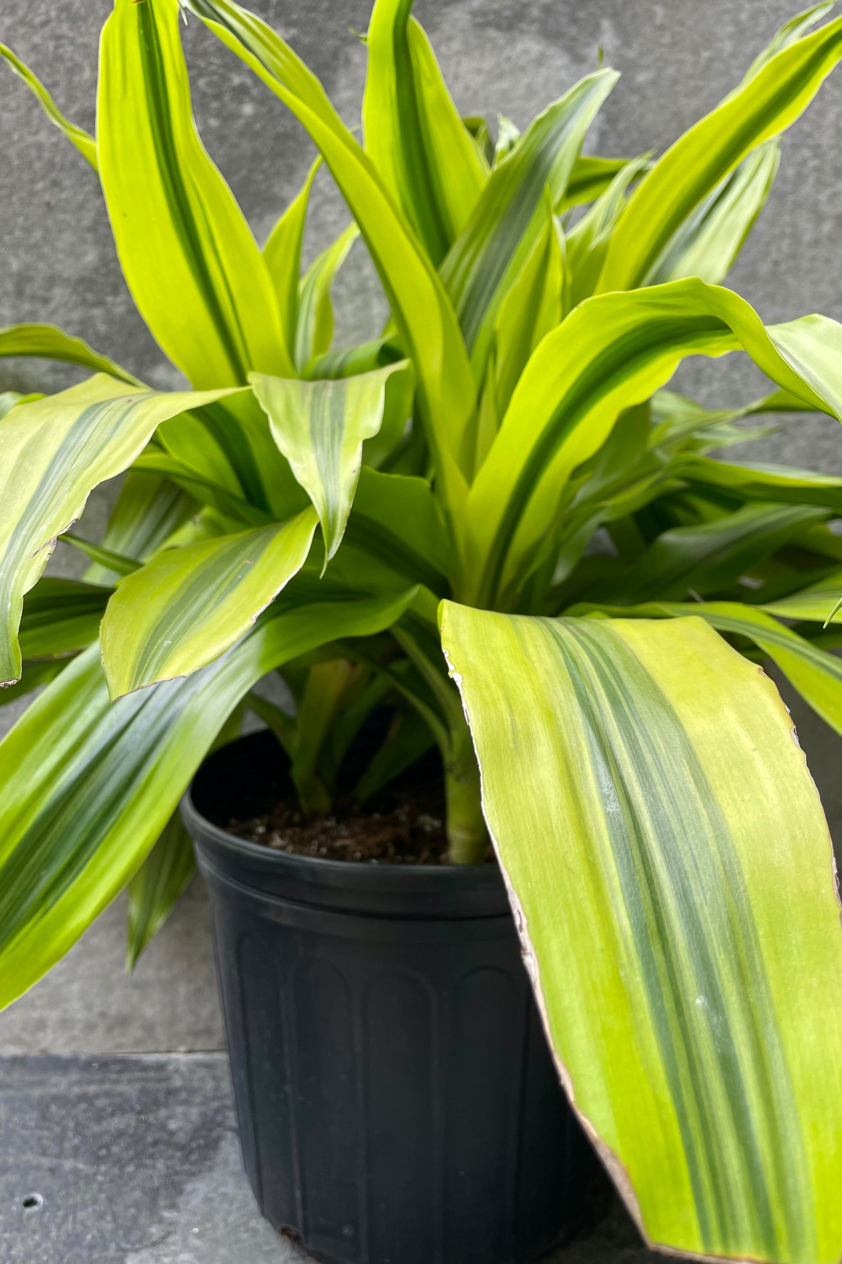 Dracana 'Krist' tips plant in a 10" growers pot up close showing the bright striped variegation. ©Sprout Home
