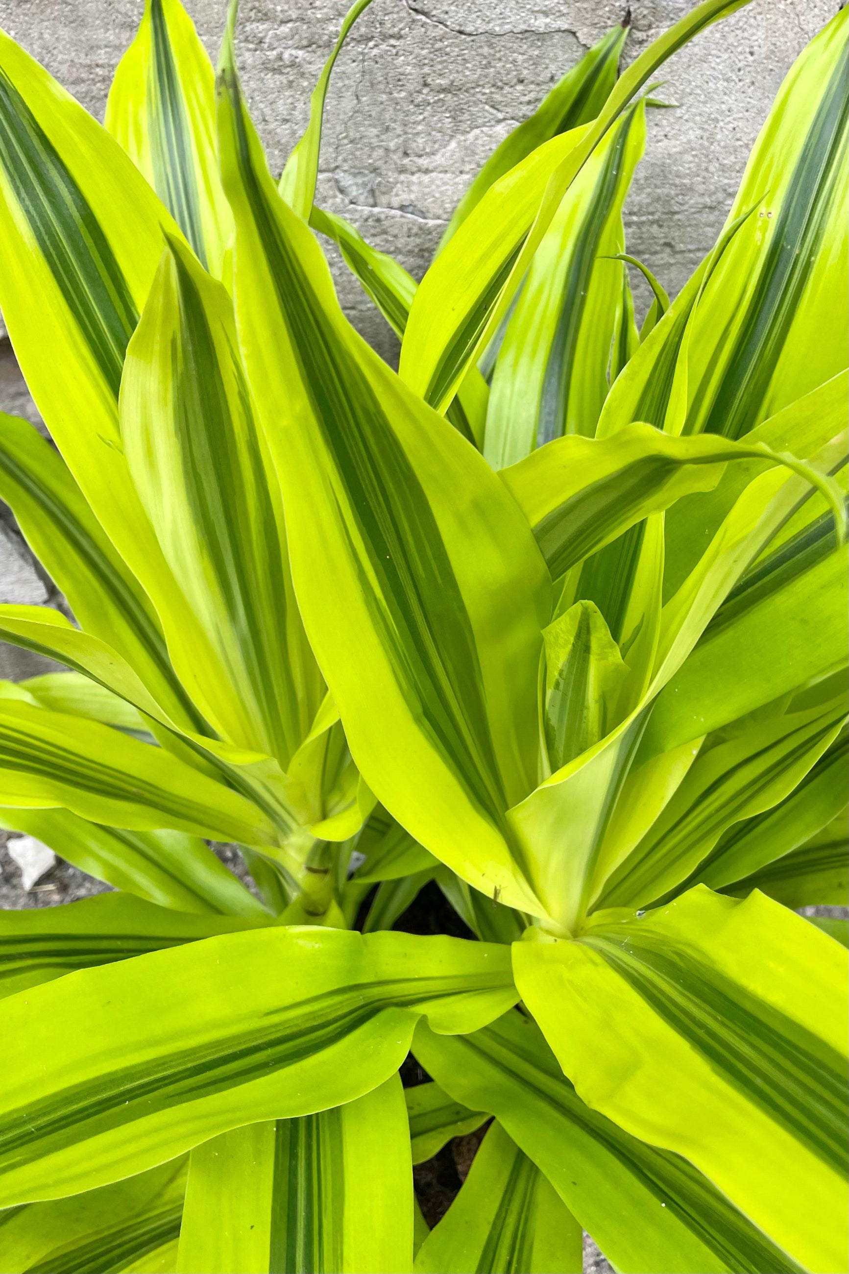 A detailed view of Dracaena 'Kristi' tips 8" against concrete backdrop ©Sprout Home
