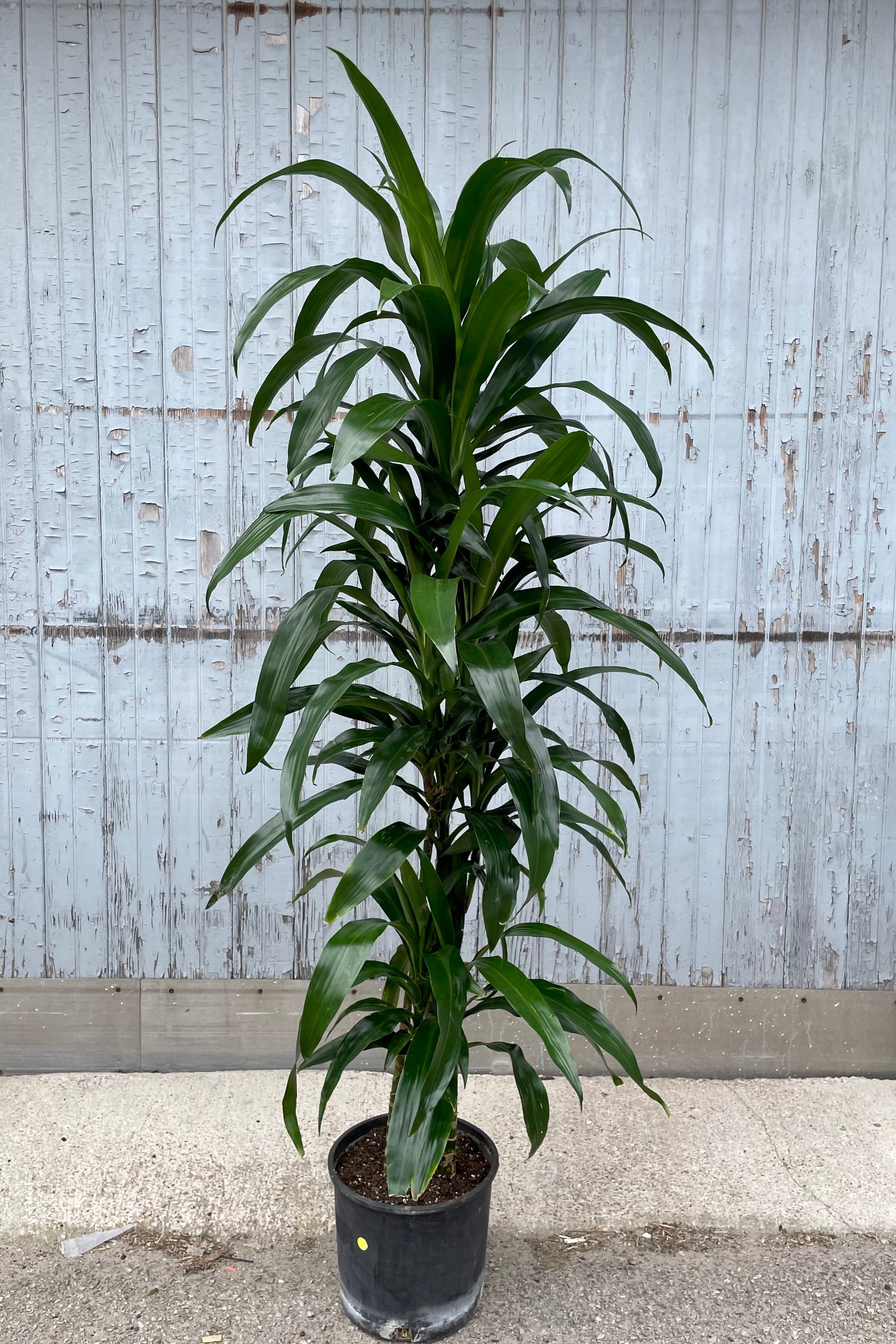 A full view of Dracaena 'Lisa' cut-back cane #3 in grow pot against wooden backdrop ©Sprout Home