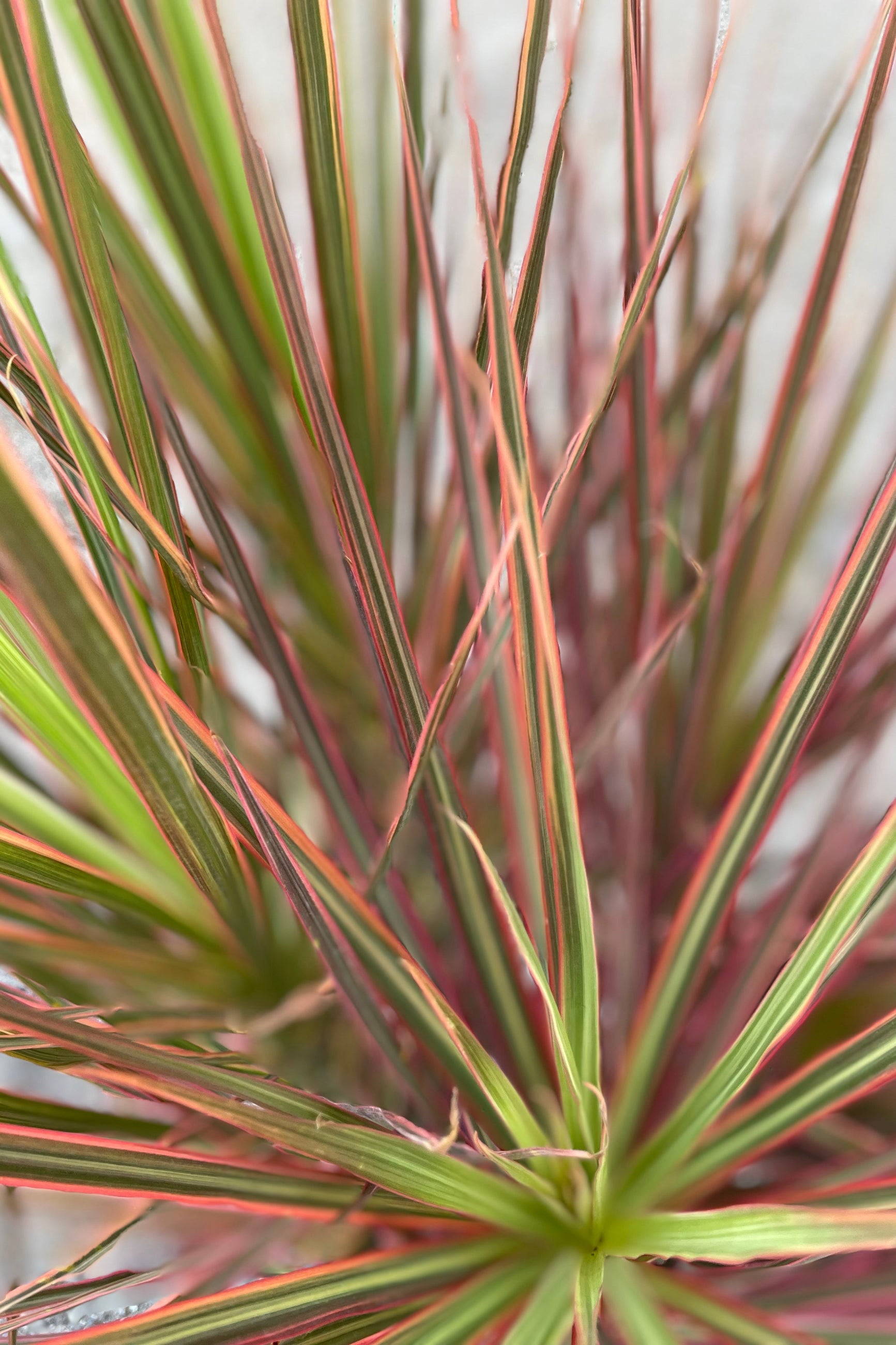 Detail picture of the pink and green leaves of the Dracaena 'Colorama'. ©Sprout Home