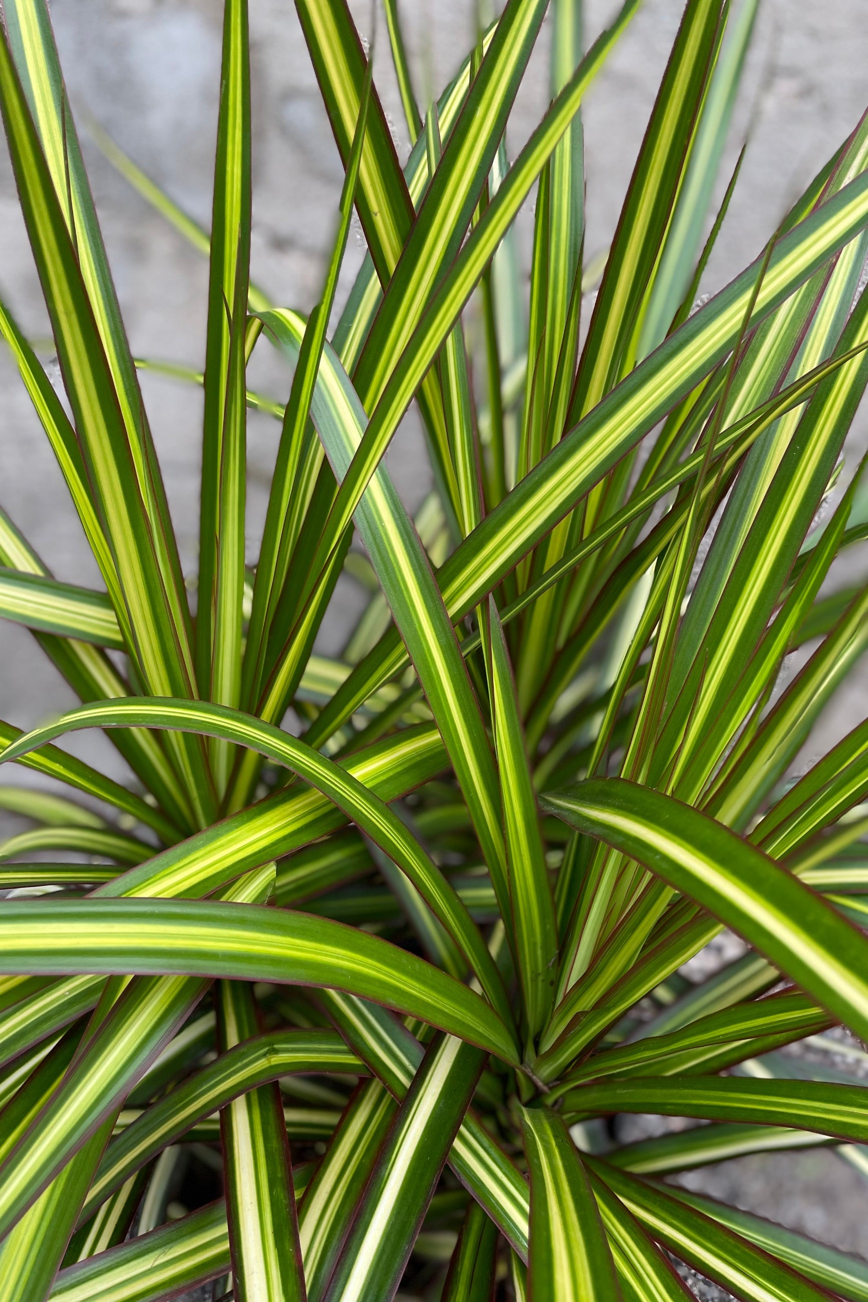 Dracaena marginata 'Kiwi' up close picture of the bright sword like leaves. ©Sprout Home
