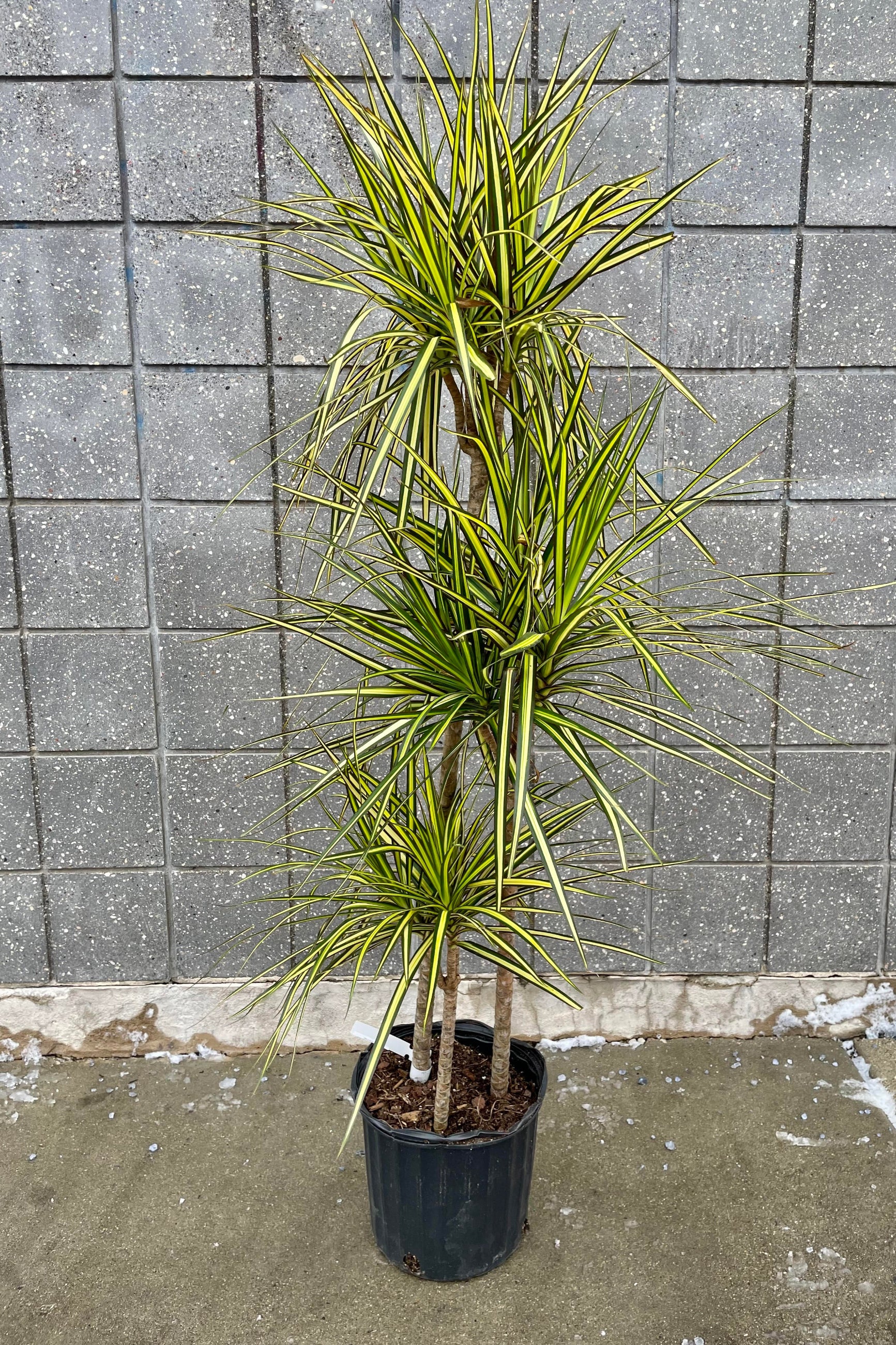 The Dracaena marginata 'Kiwi' multi cane 10" sits against a grey wall. ©Sprout Home