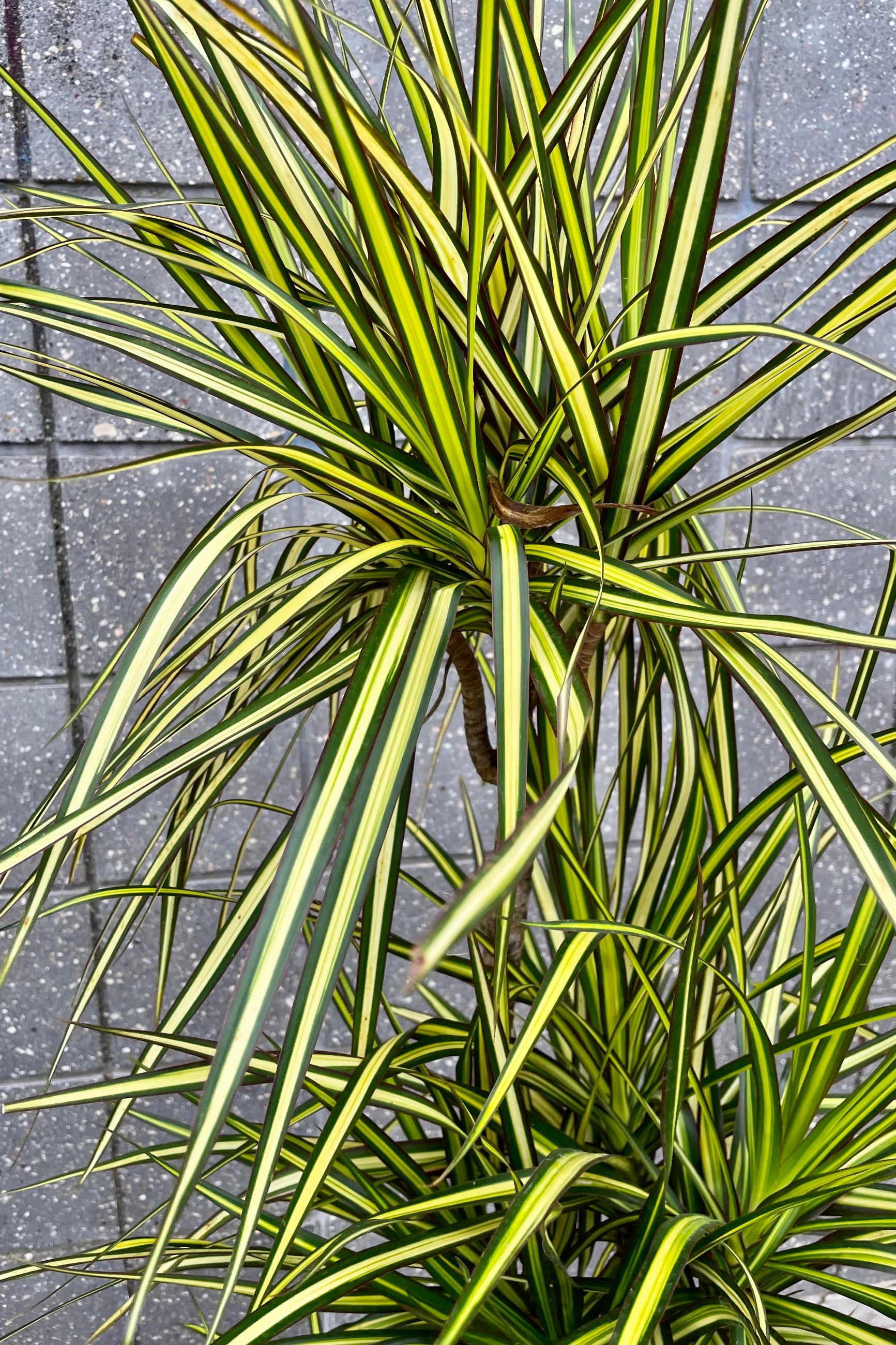 A detailed look at the foliage of the Dracaena marginata 'Kiwi' multi cane 10" ©Sprout Home