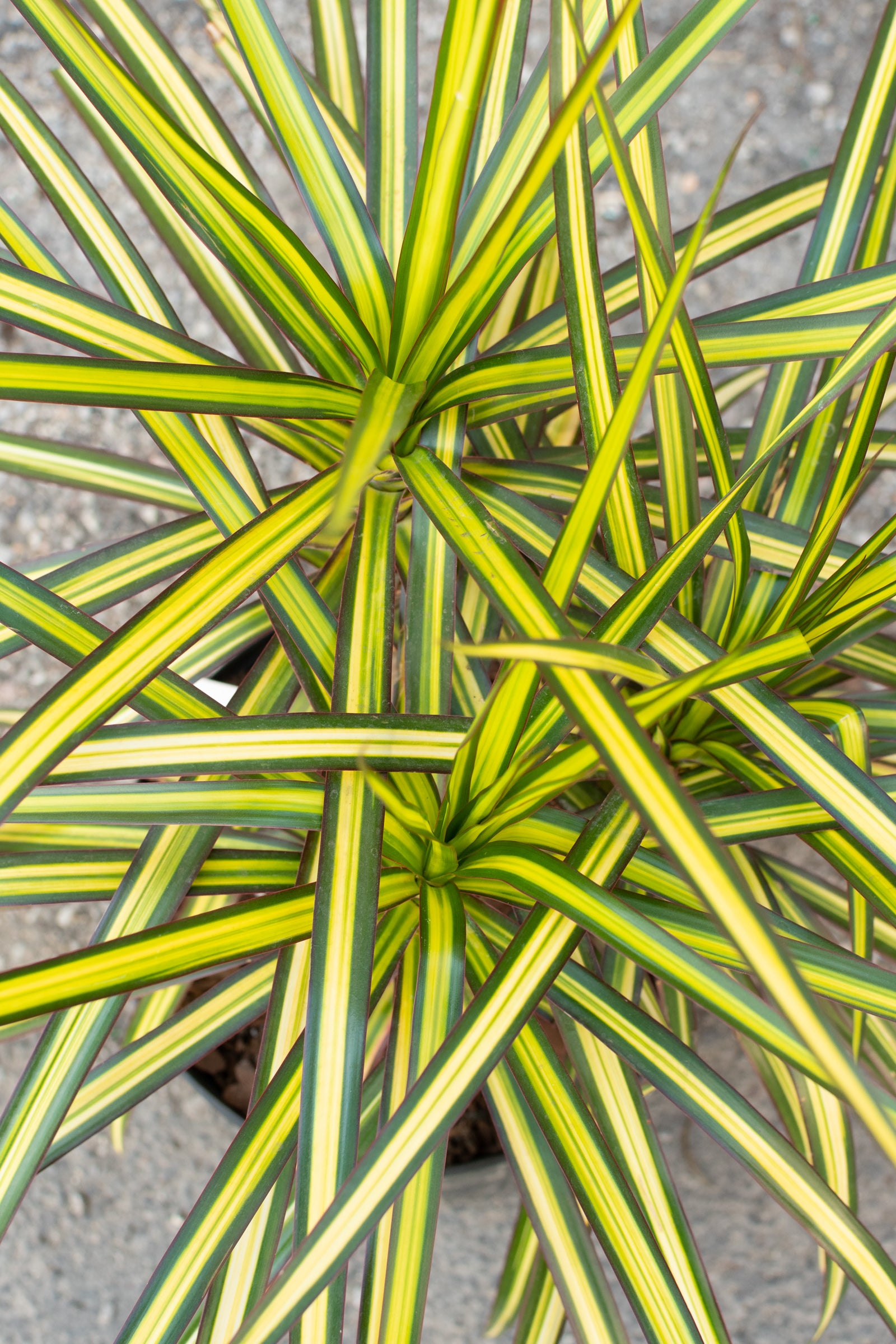 Close up of dracaena marginata tips ©Sprout Home