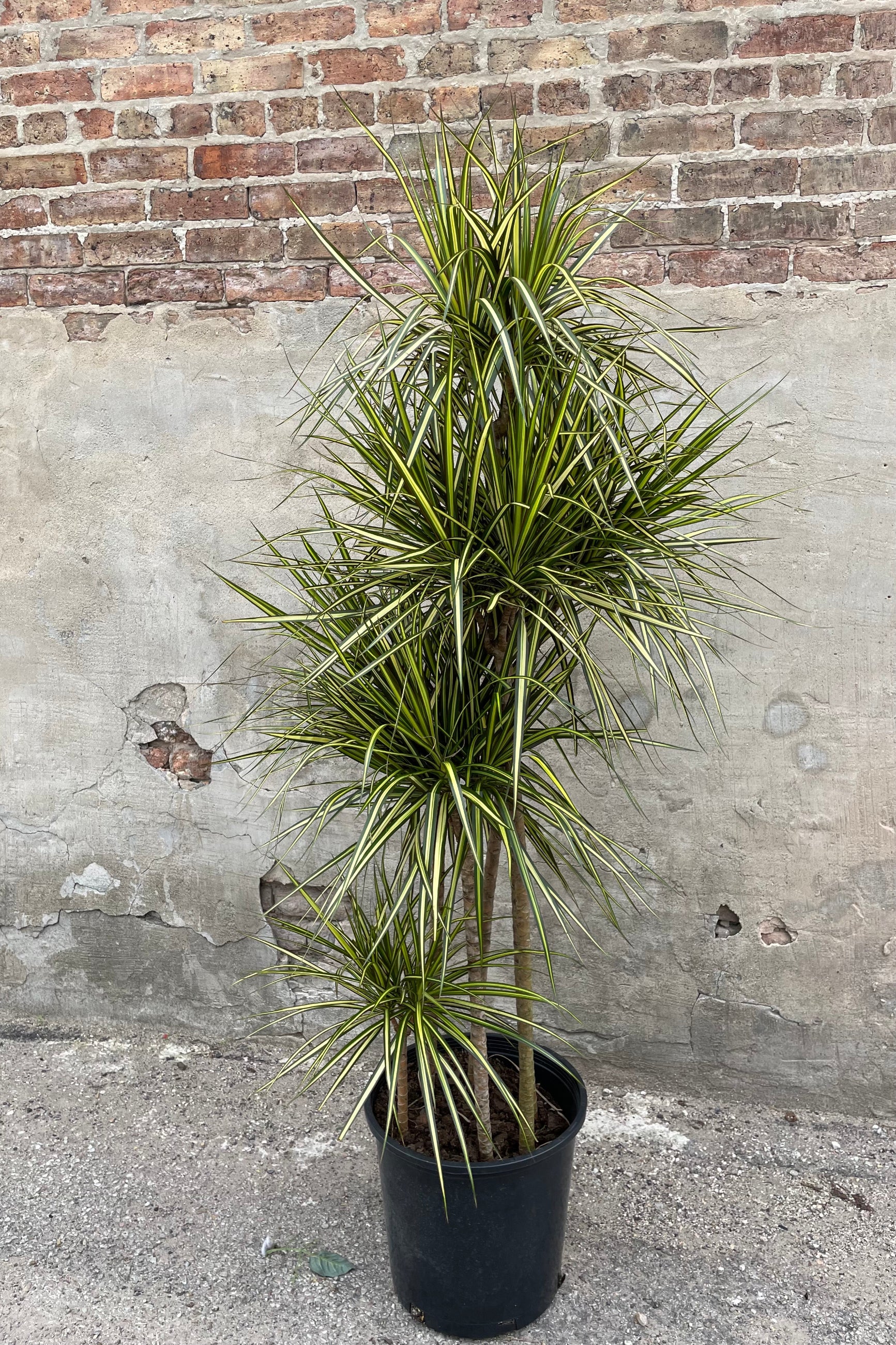Dracaena marginata 'Kiwi' multi-cane in grow pot in front of concrete and brick wall ©Sprout Home