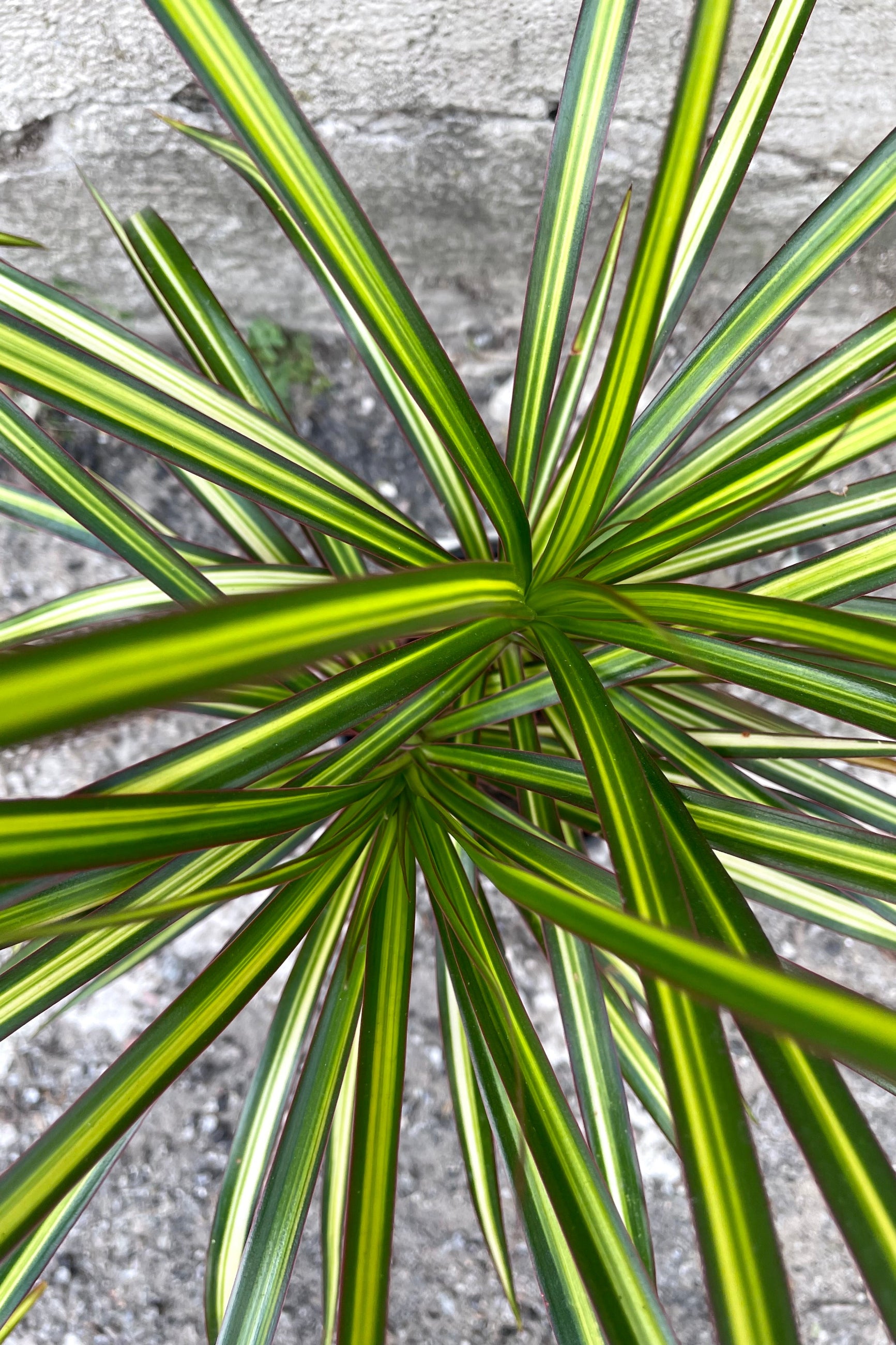 An overhead detailed view of the leaves of the 5" Dracaena marginata 'Kiwi' against a concrete backdrop ©Sprout Home