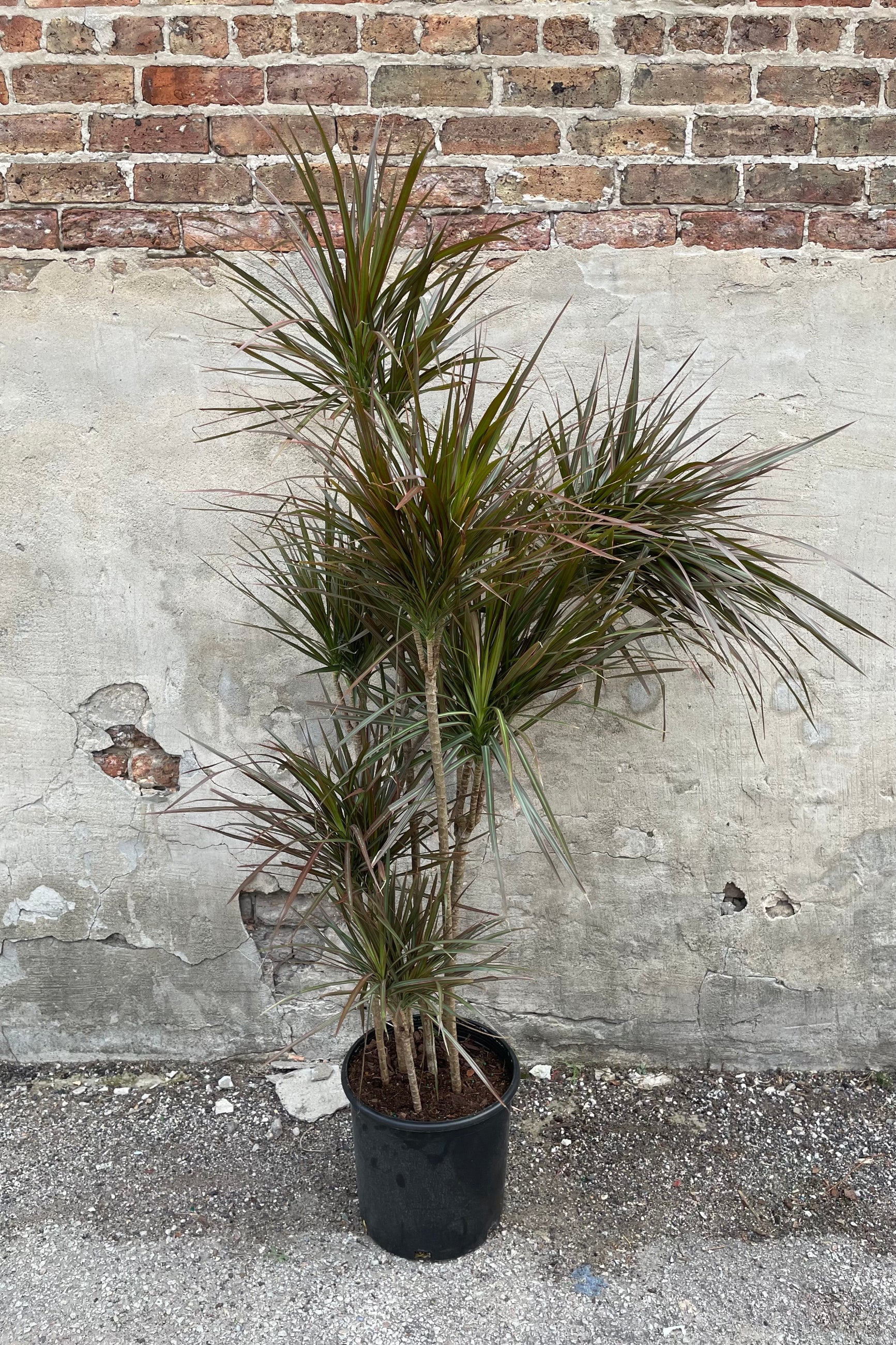 Dracaena marginata in a 12" growers pot in cane for ©Sprout Home