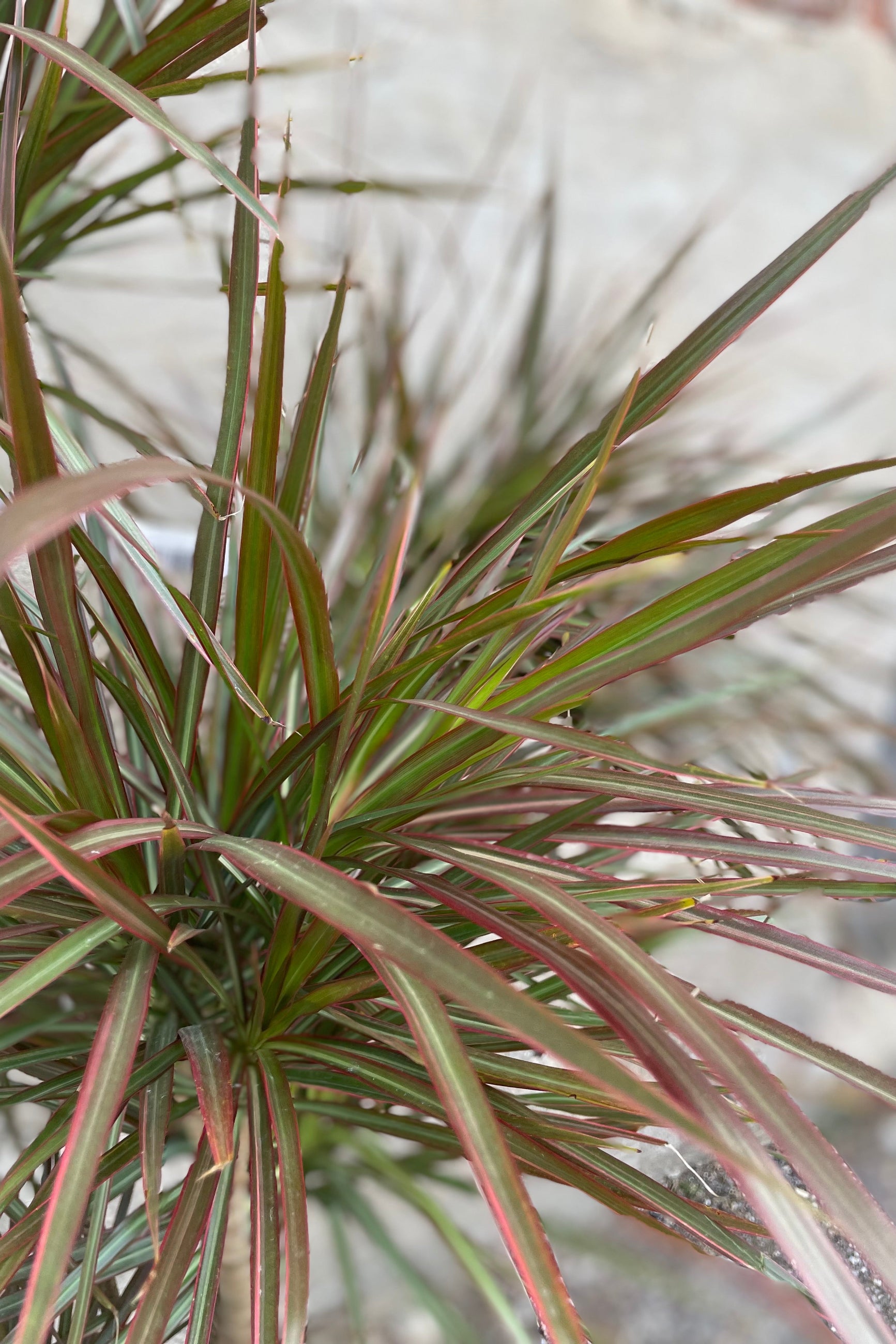 A close-up of the Dracaena marginata 'Red Princess' plant showing its thin, red and green leaves. ©Sprout Home