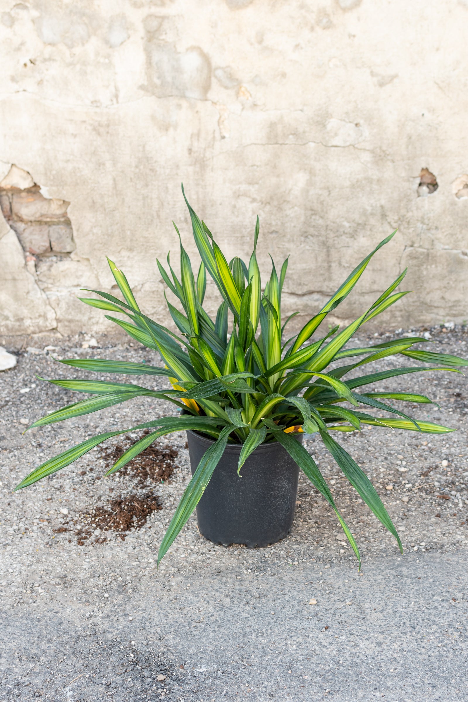 Large dracaena rikki in front of concrete wall ©Sprout Home