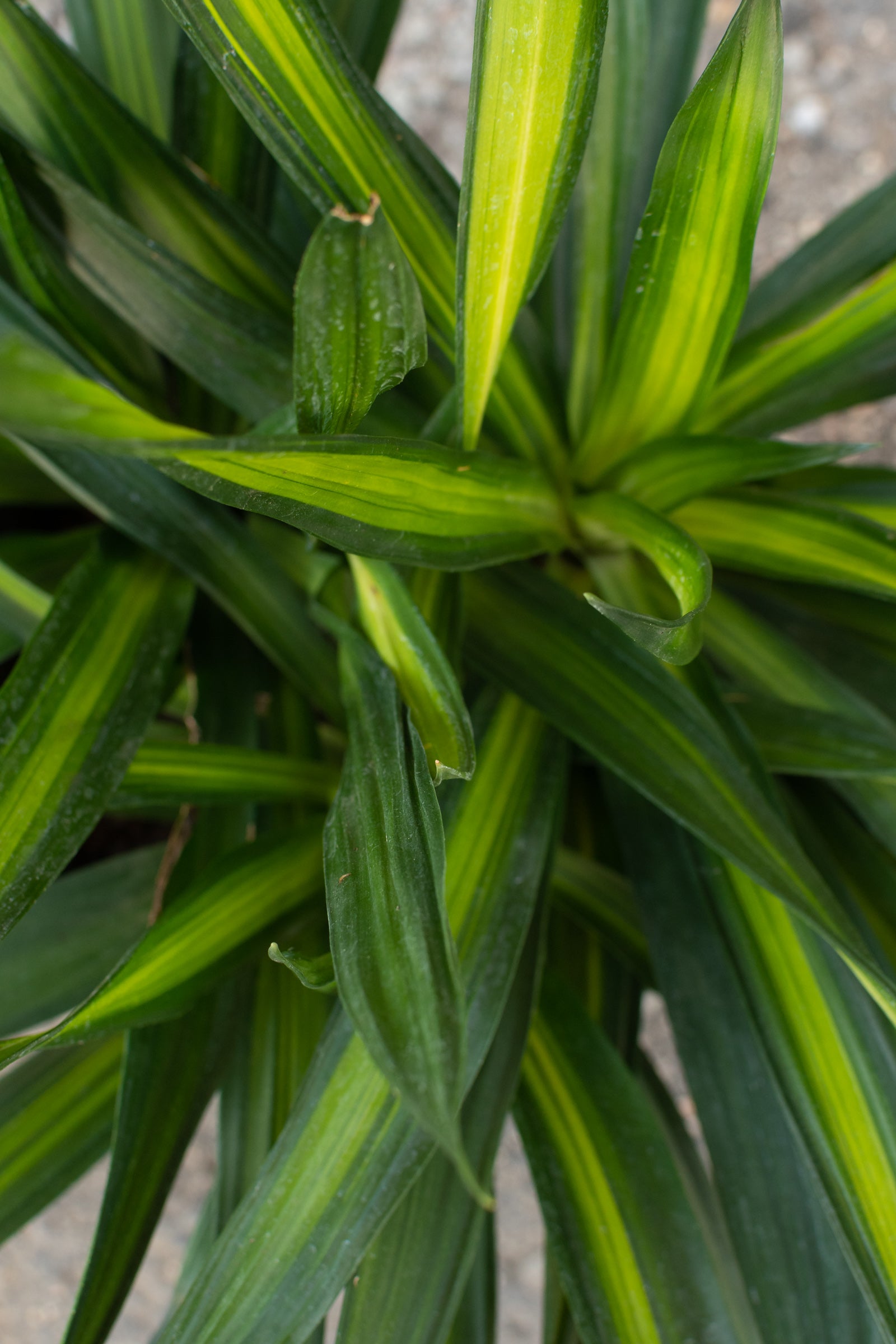 Close up of dracaena rikki foliage ©Sprout Home