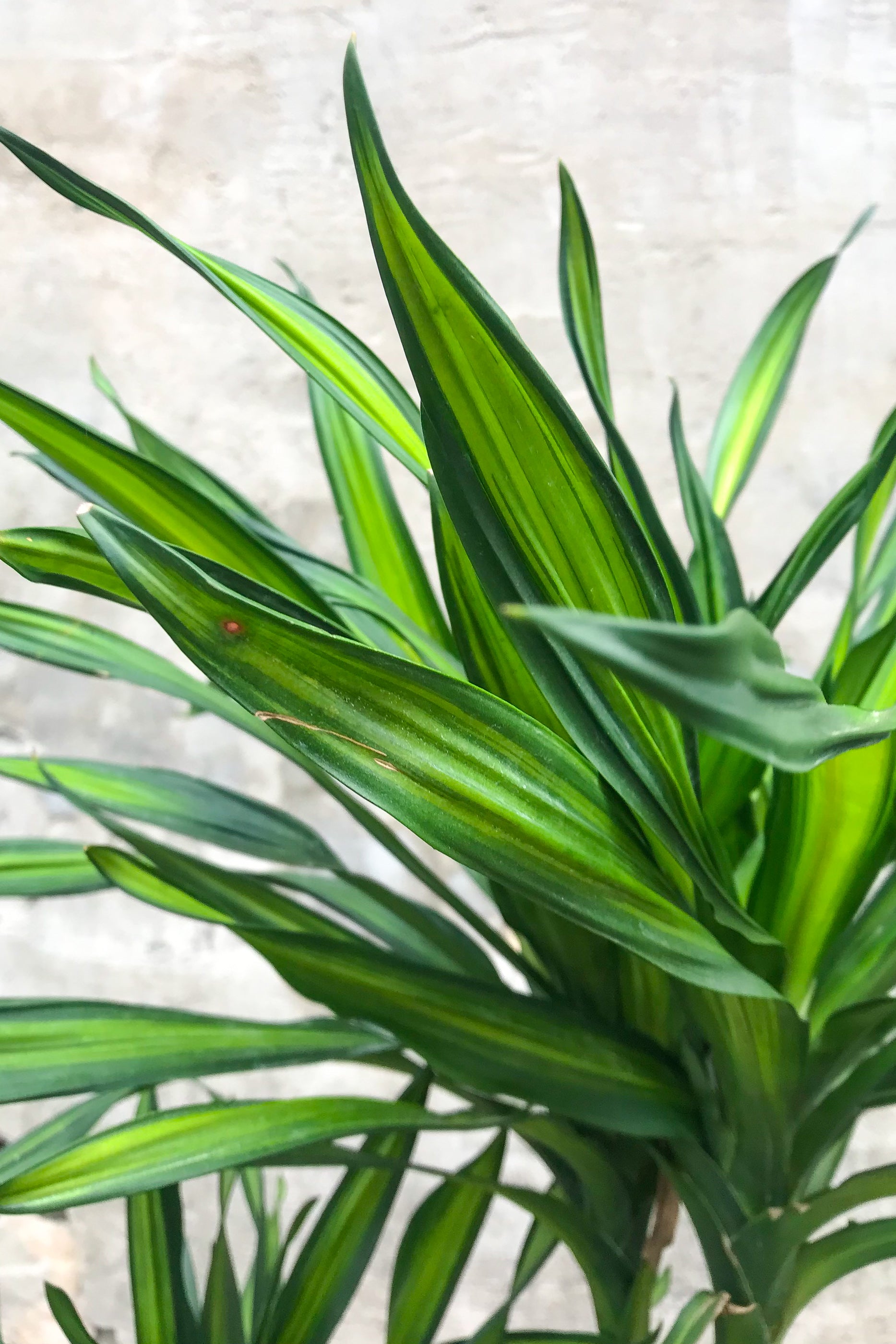 Close up of Dracaena 'Rikki' cane leaves