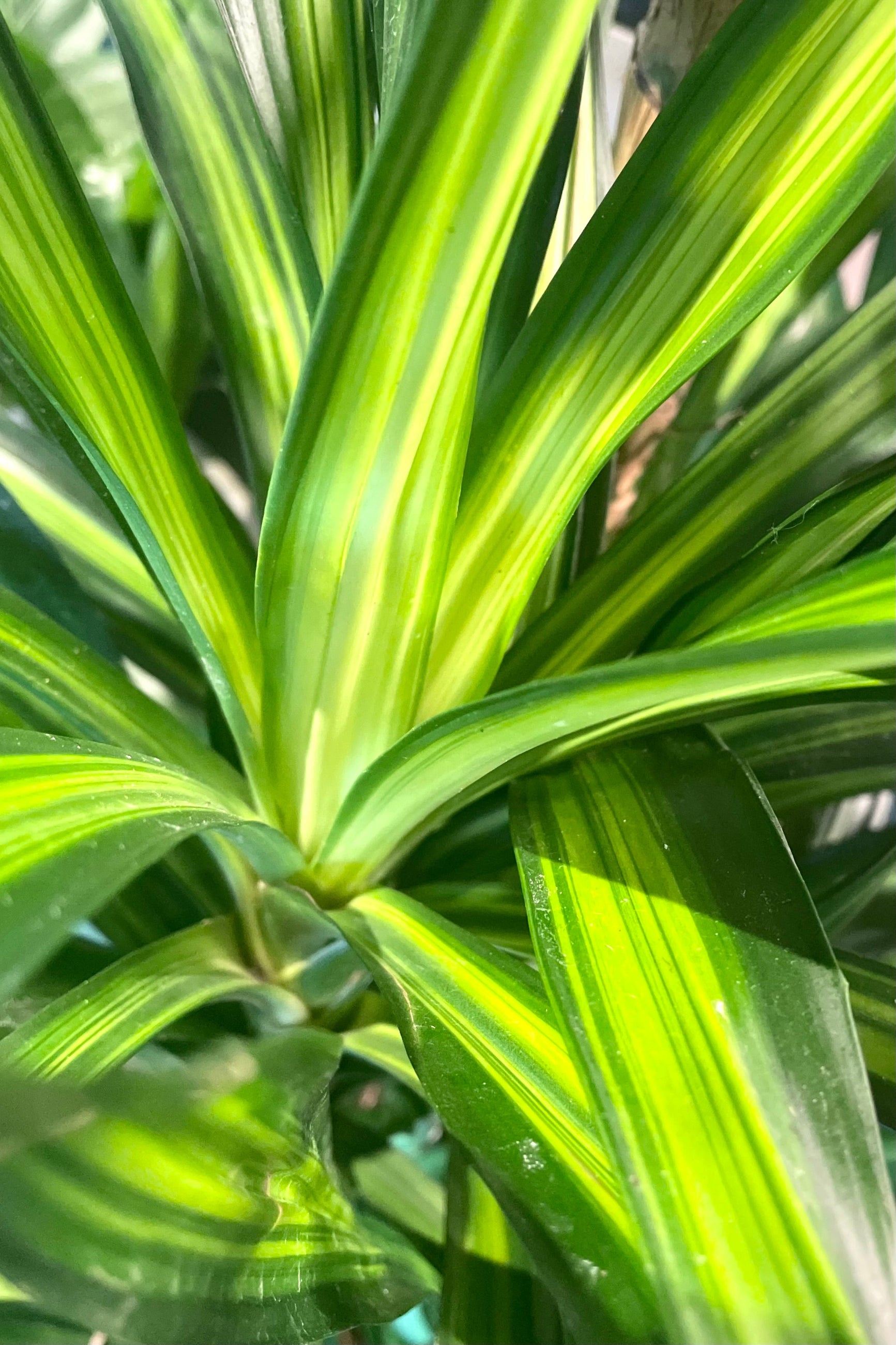 A detailed view of Dracaena deremensis 'Rikki' cane #2 ©Sprout Home