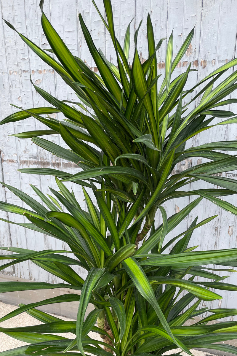 A detailed view of a variation of Dracaena deremensis 'Rikki' cane #2 against wooden backdrop