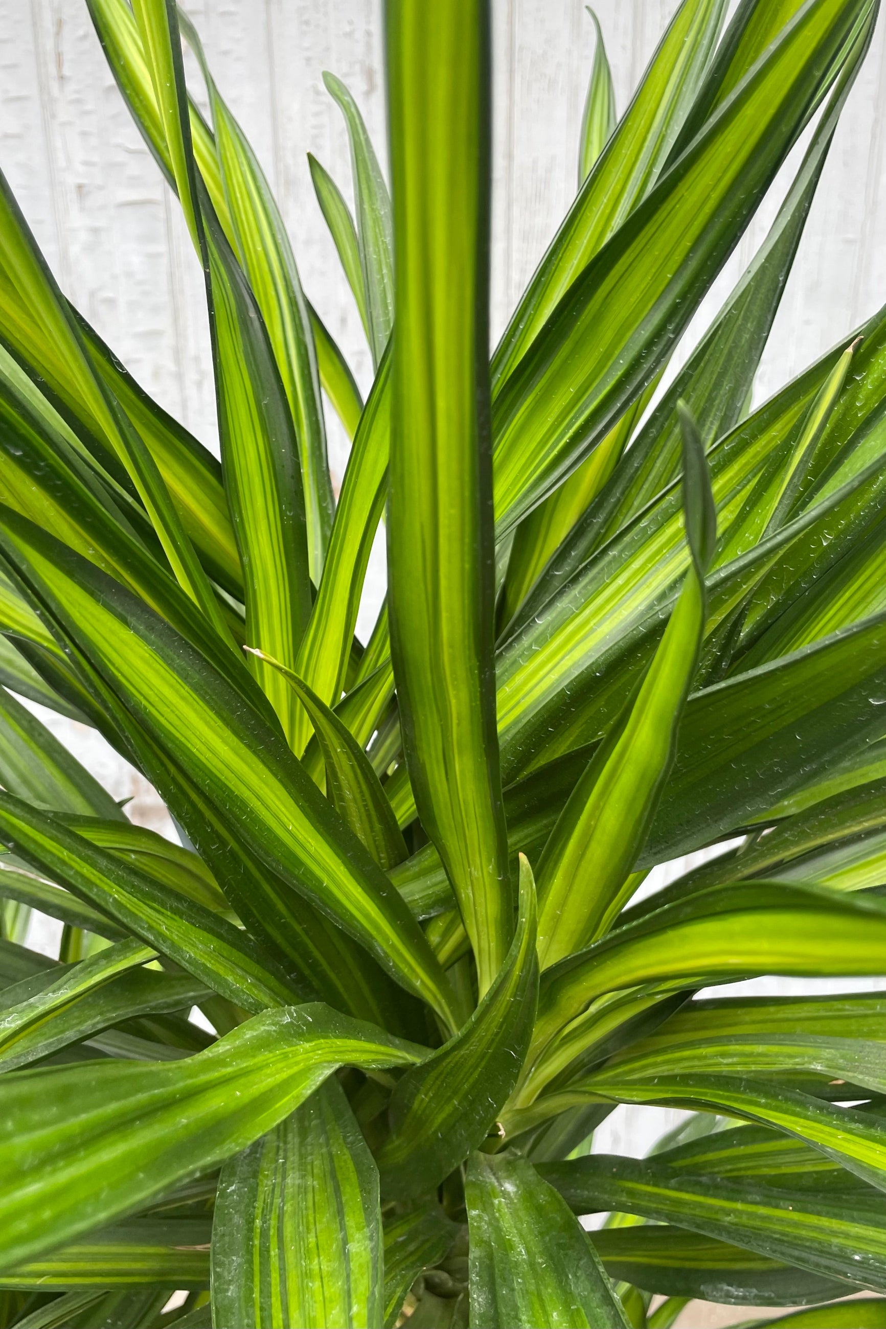 Close up photo of narrow green and yellow leaves of Dracaena 'Rikki' against a gray wall. ©Sprout Home