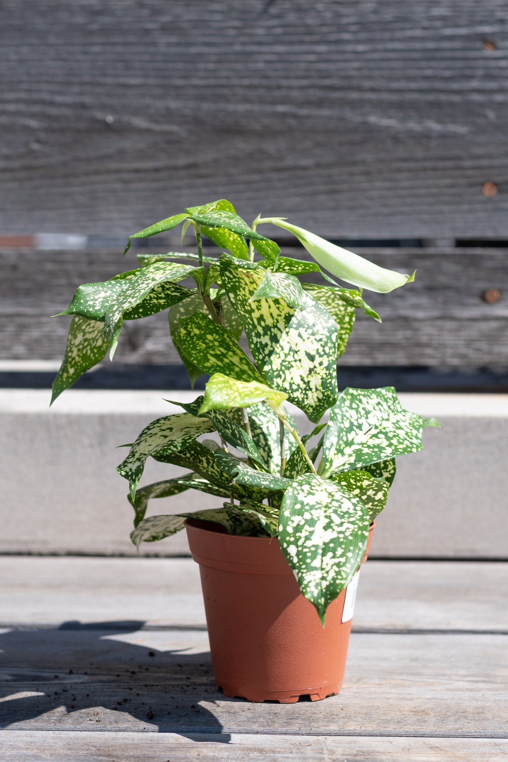 Dracaena surculosa 'Gold Dust' in grow pot in front of grey wood background ©Sprout Home