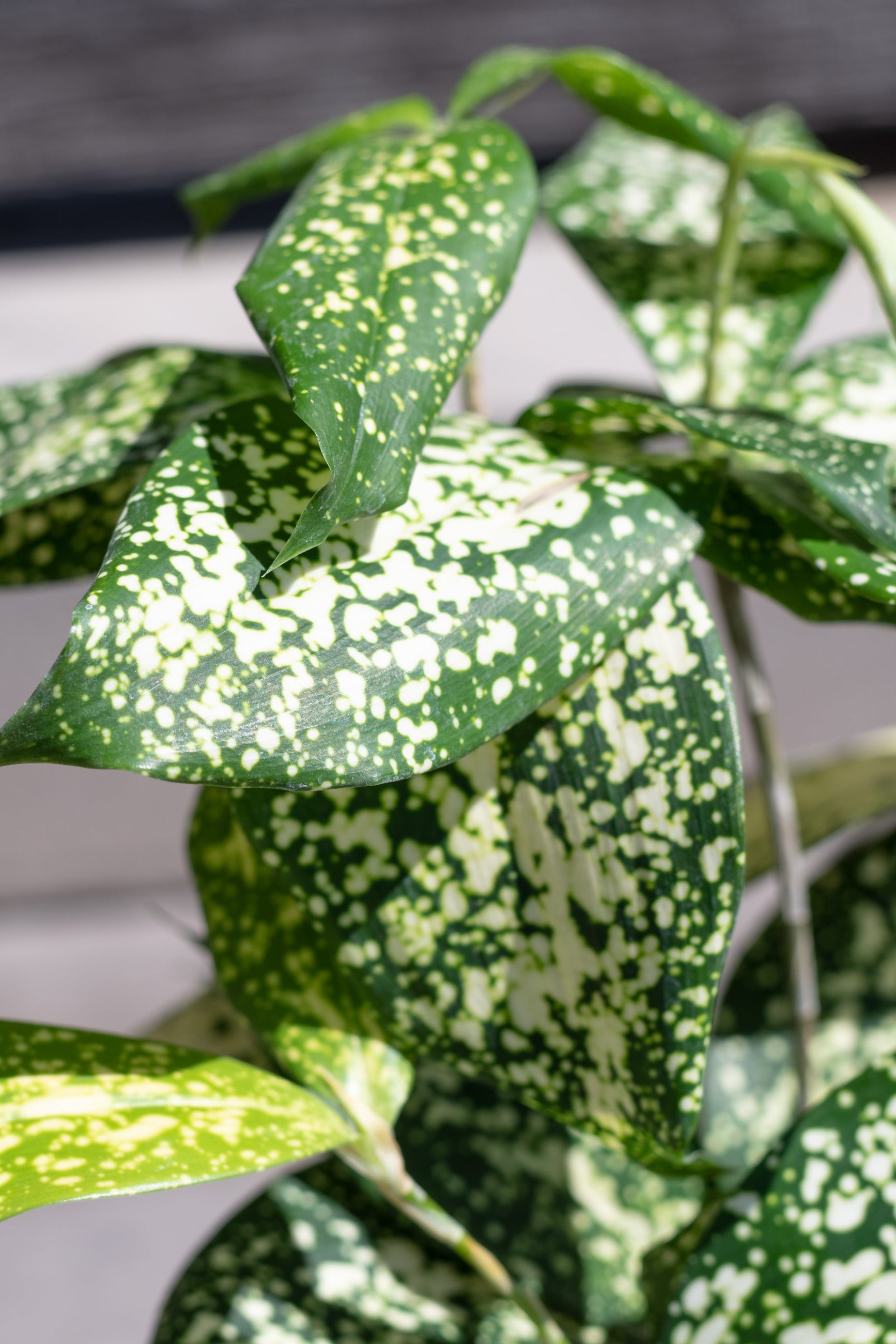 dracaena gold dust care Dracaena surculosa "Gold Dust" 4"