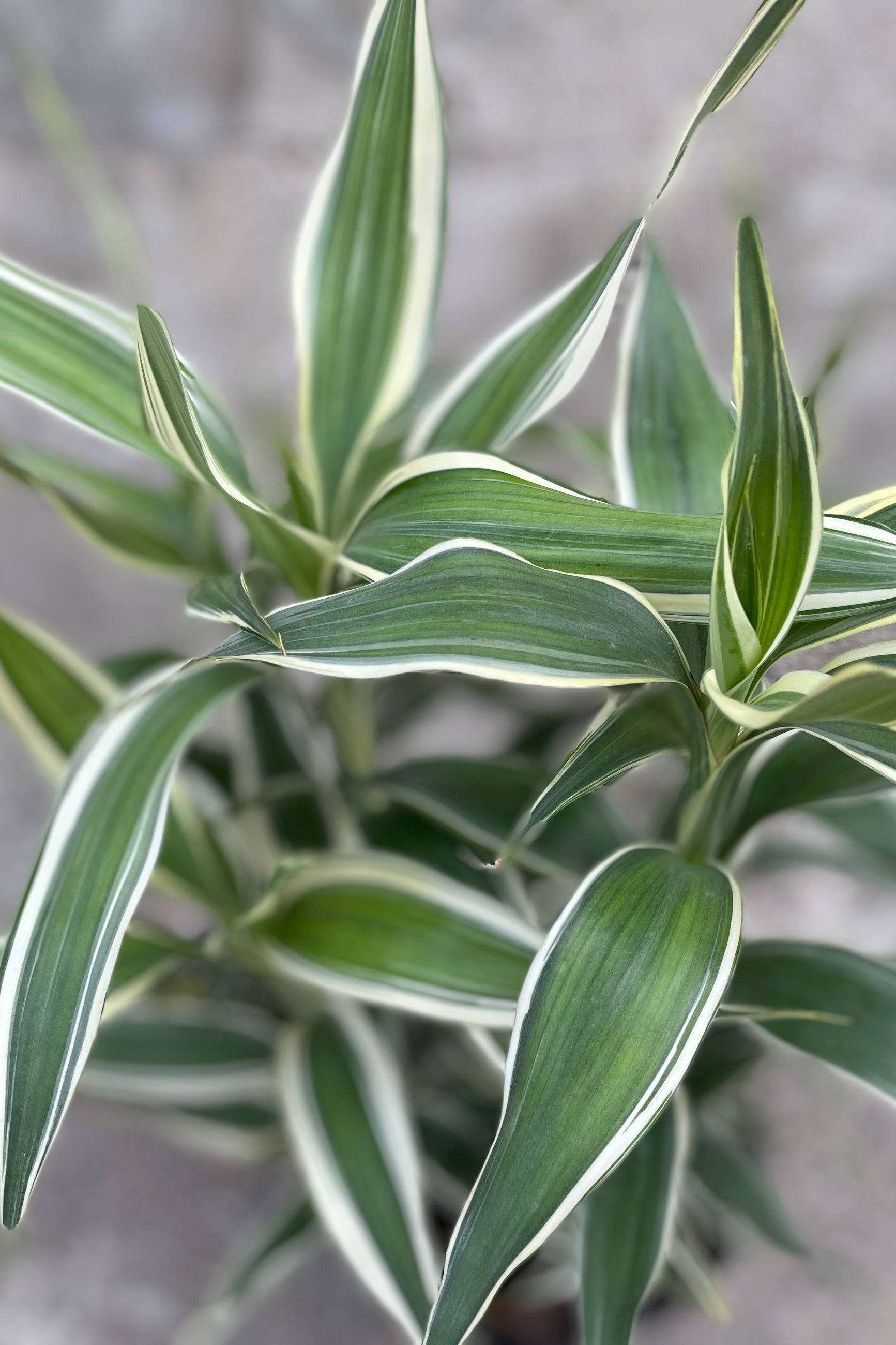 Close up of white striped Dracaena sanderiana leaves ©Sprout Home