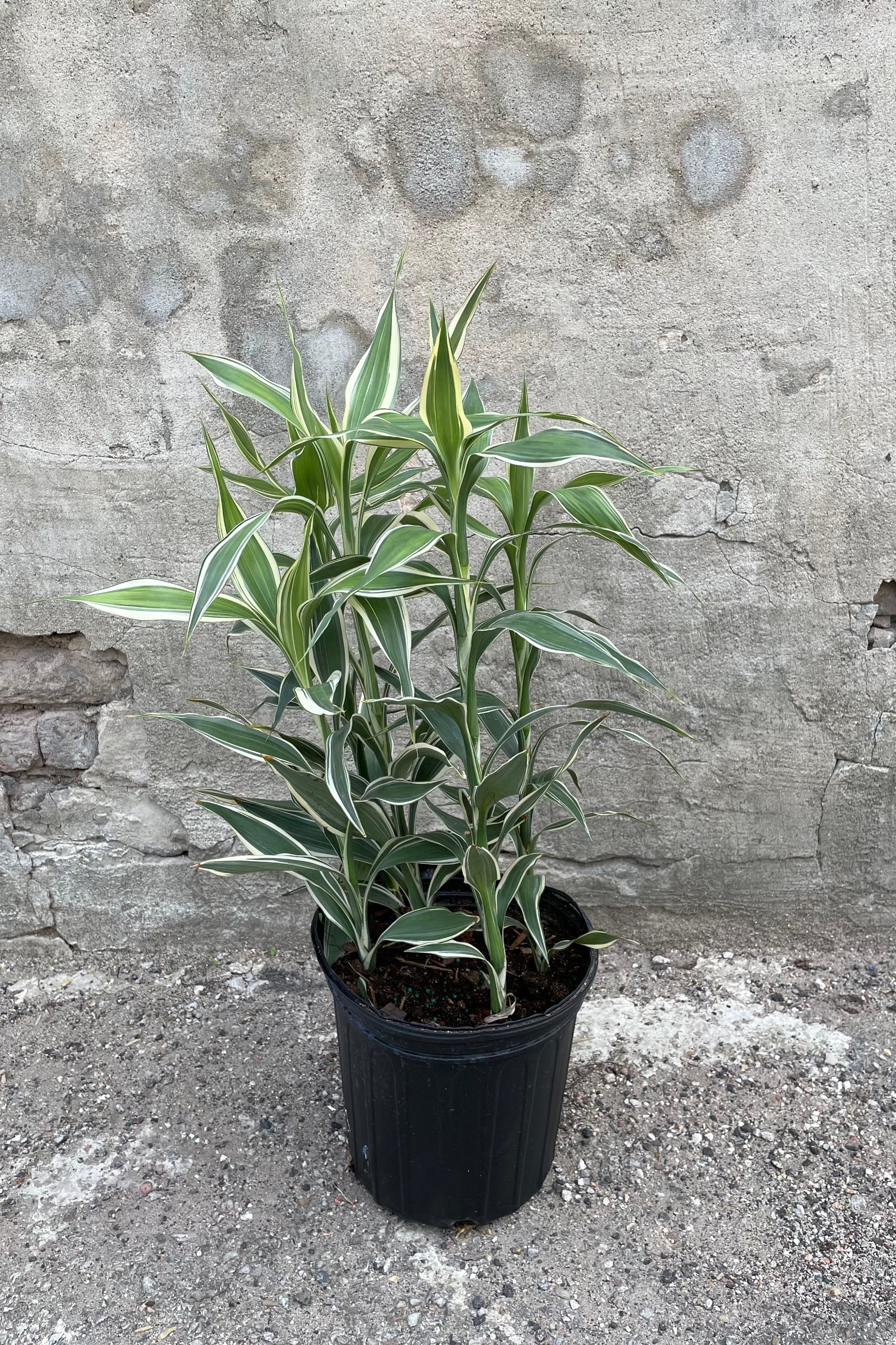 Dracaena sanderiana in grow pot in front of concrete wall ©Sprout Home