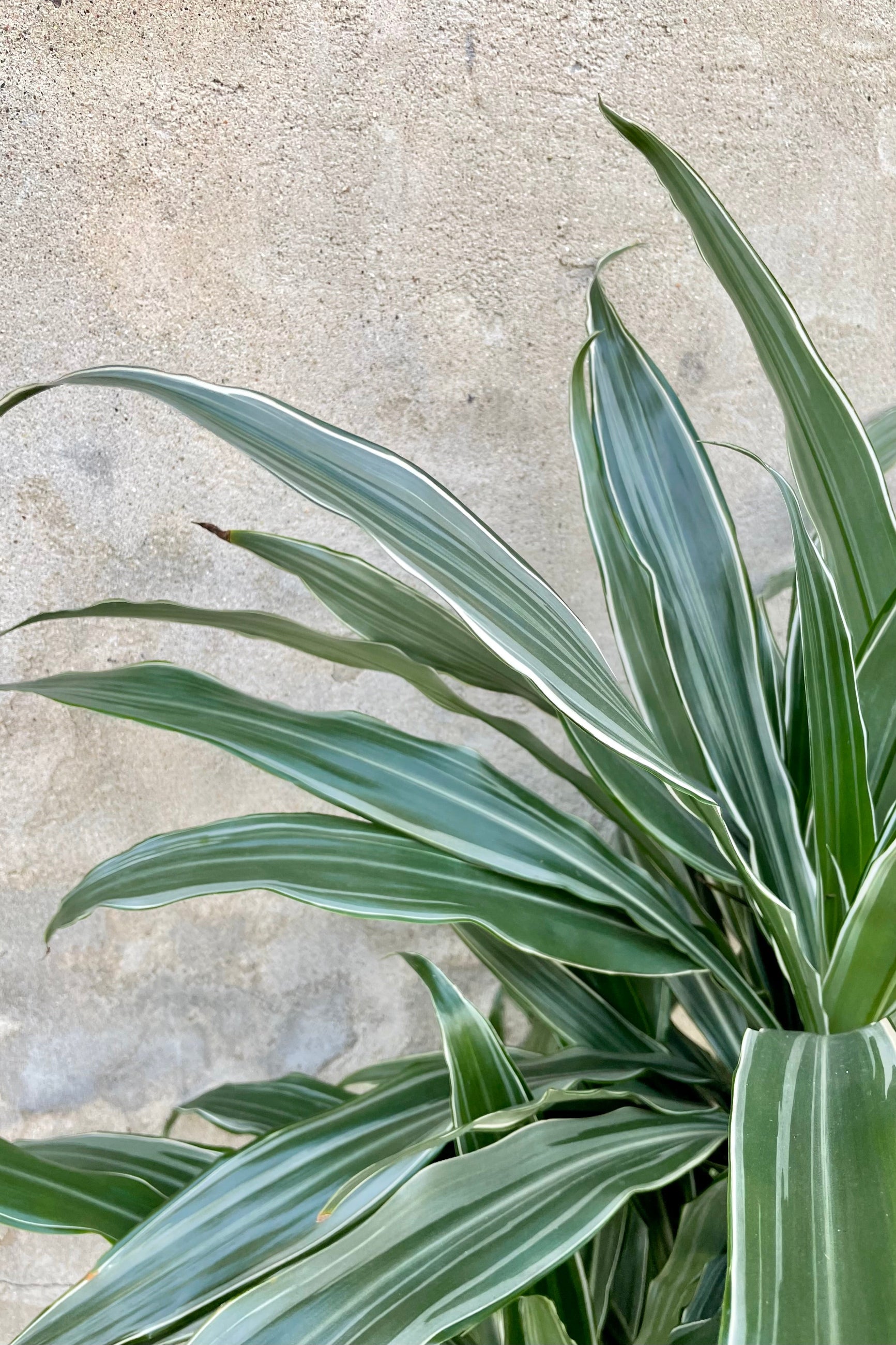 Dracaena deremensis 'Warnecki' staggered cane 10" detail of green and white variegated leaves against a grey wall. ©Sprout Home