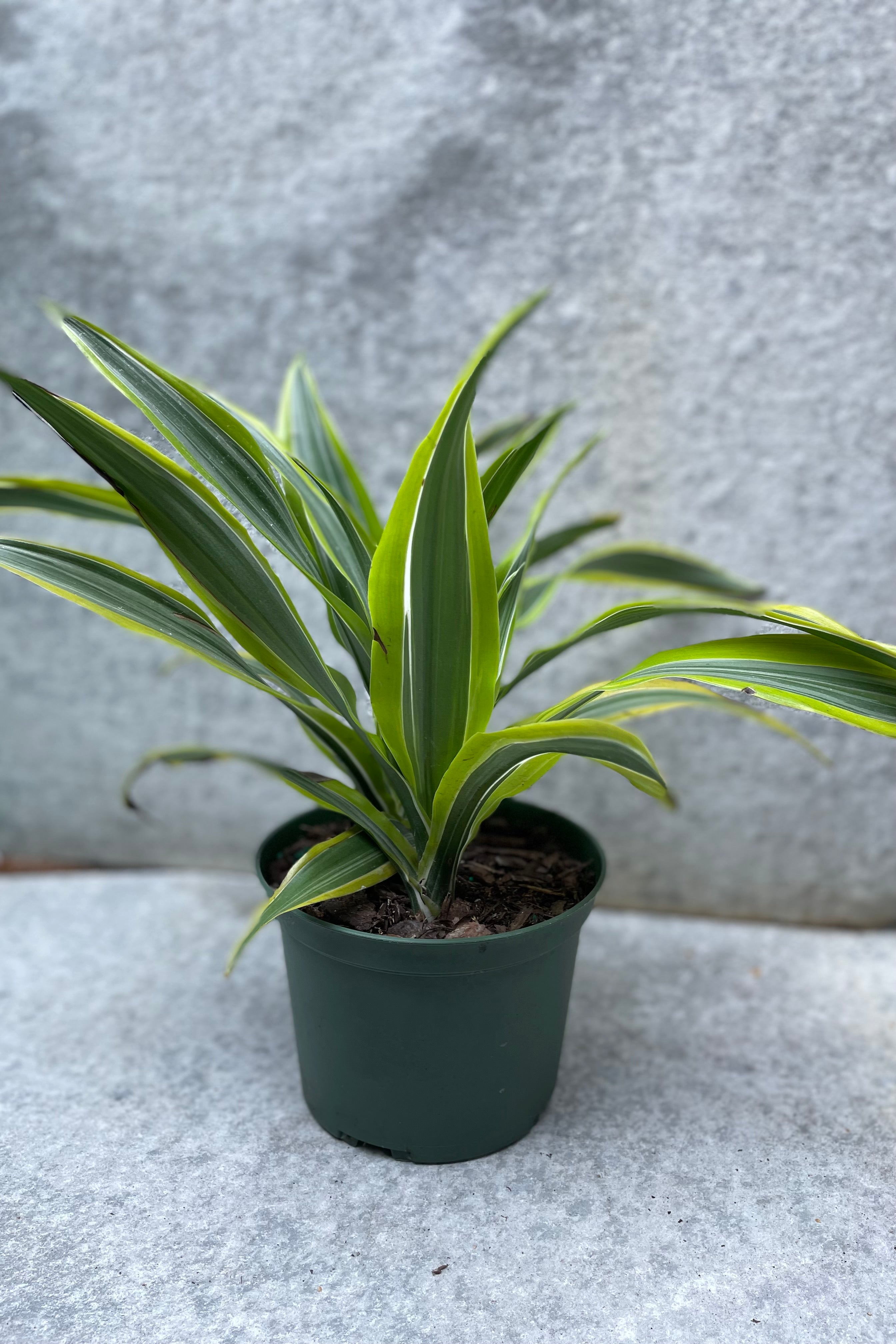 Dracaena 'Gold Star' plant in a 6" growers pot against a grey wall.
