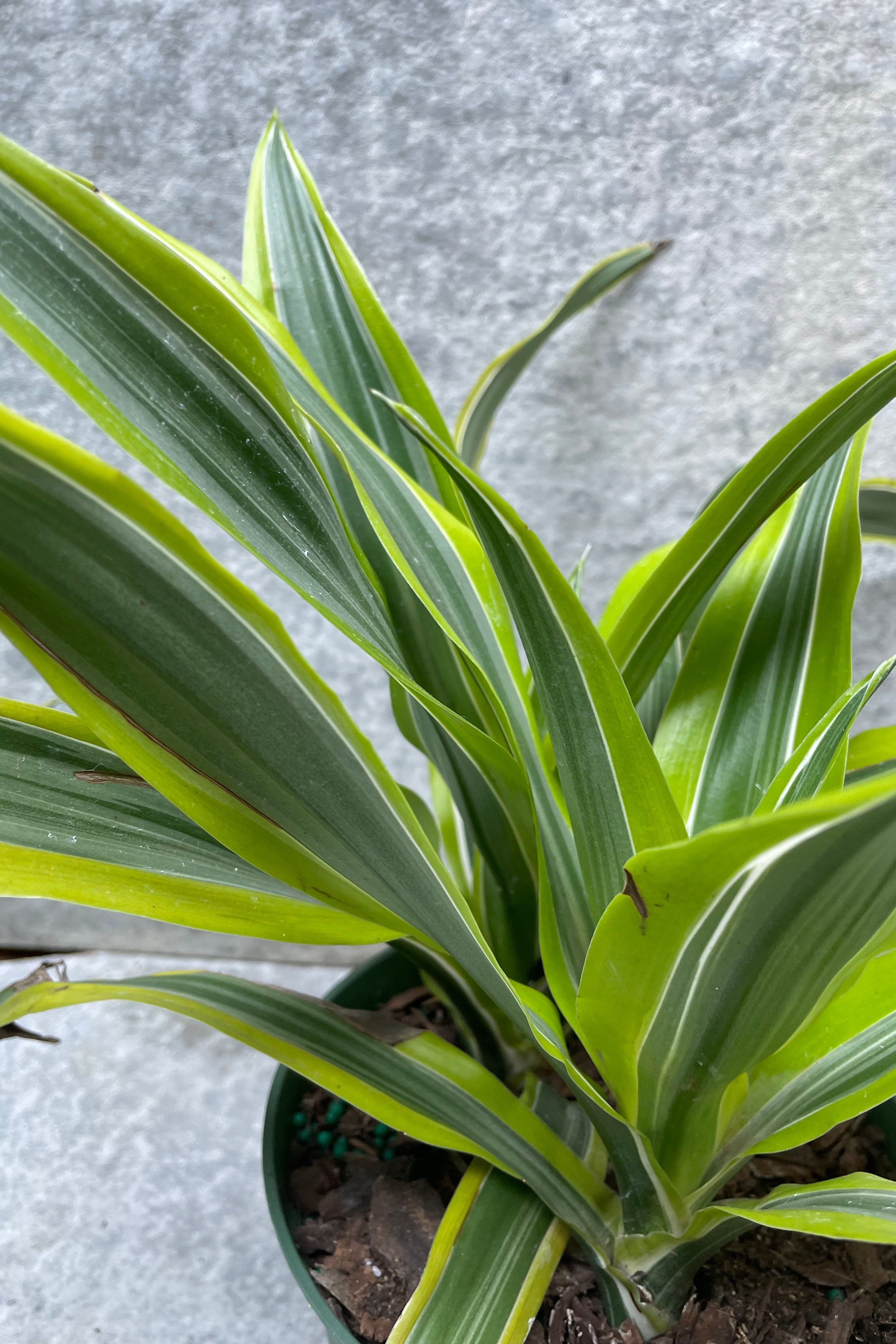 Dracaena Gold Star detail picture of its leaves showing the yellow and green variegation.